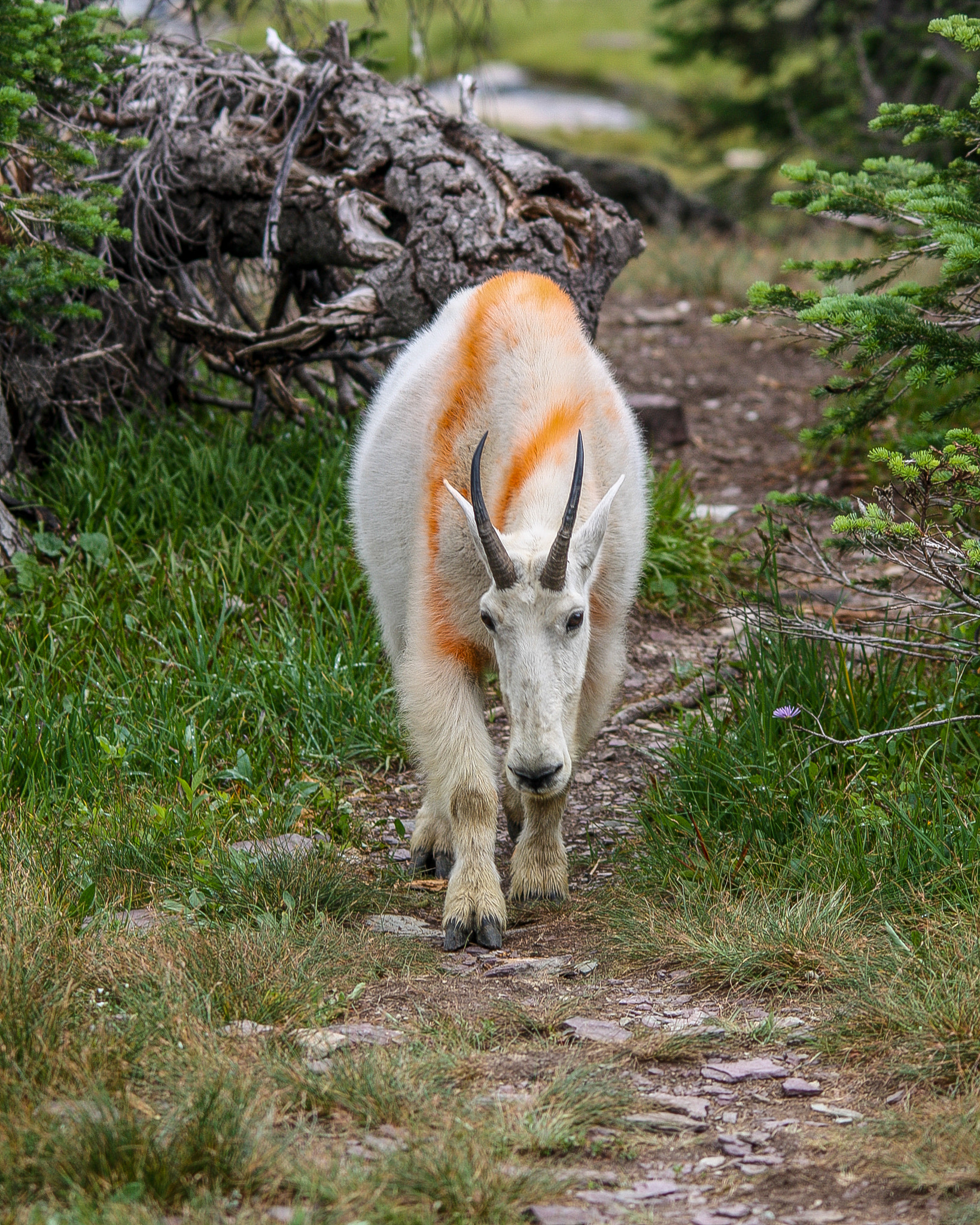 Sigma 150-500mm F5-6.3 DG OS HSM sample photo. Dreamsicle mountain goat photography