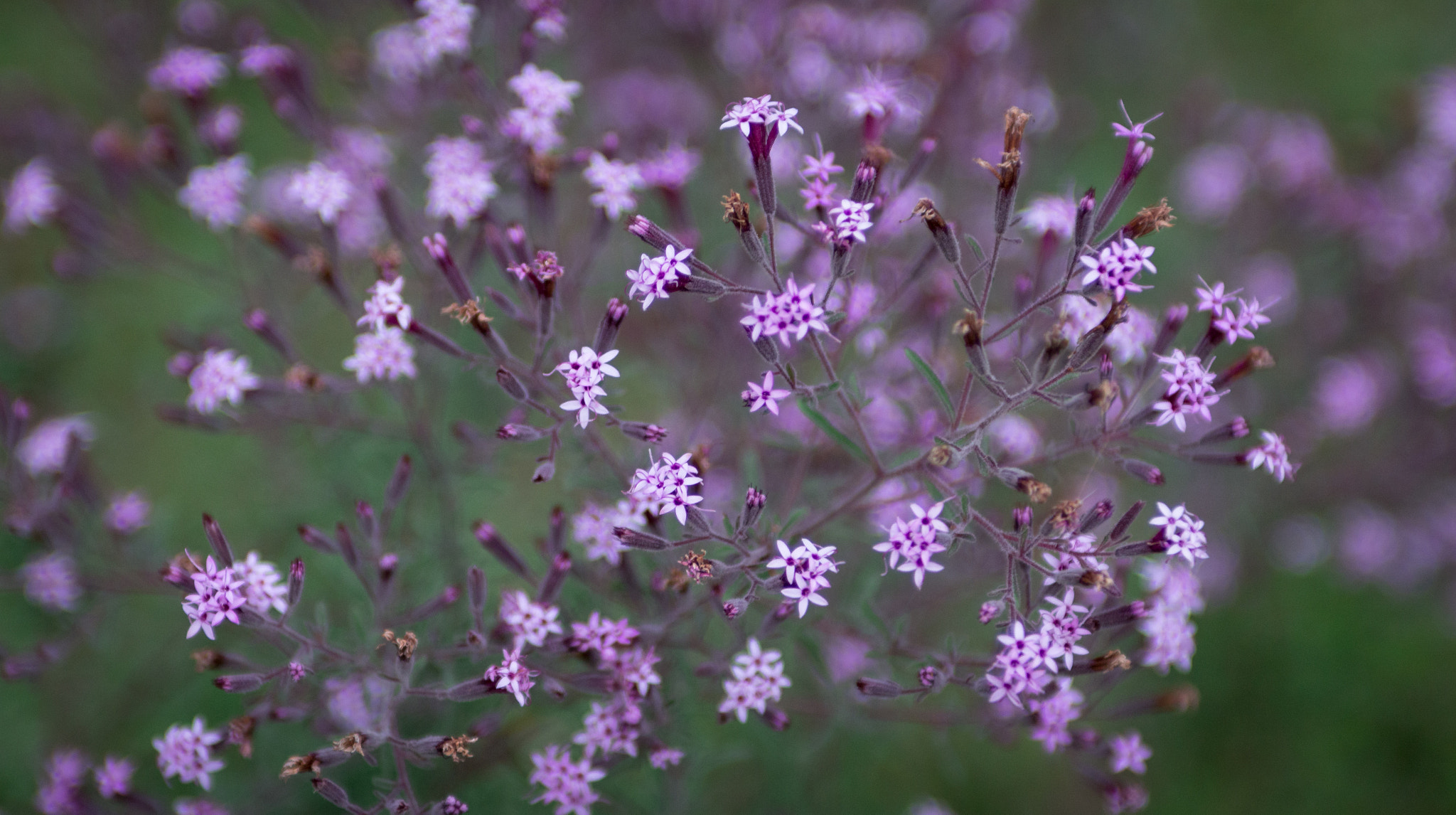 EF28-70mm f/2.8L USM sample photo. Florecitas photography