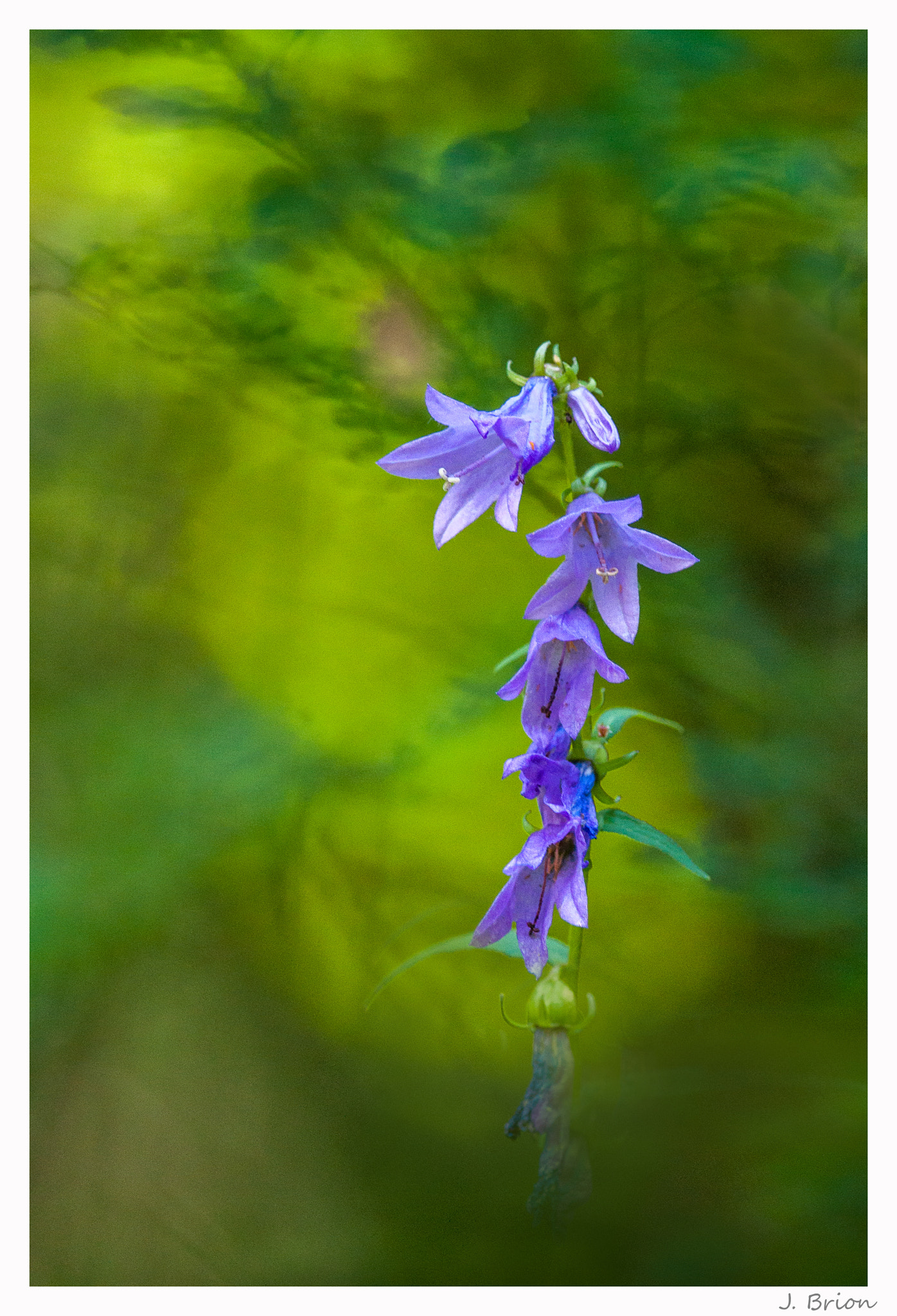 Nikon AF-S Nikkor 300mm F4D ED-IF sample photo. Clochettes des sous bois photography
