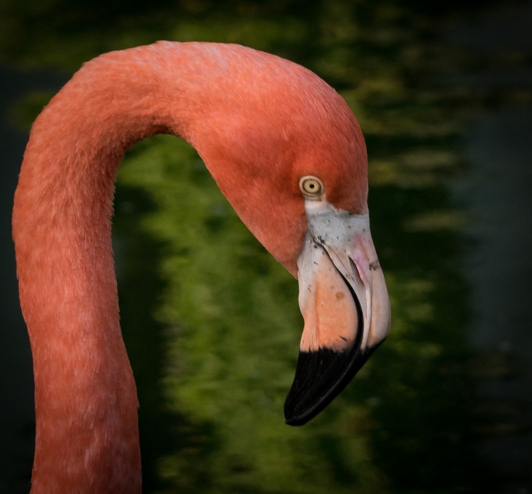 Sony ILCA-77M2 + Sigma 150-500mm F5-6.3 DG OS HSM sample photo. Flamingo ii photography