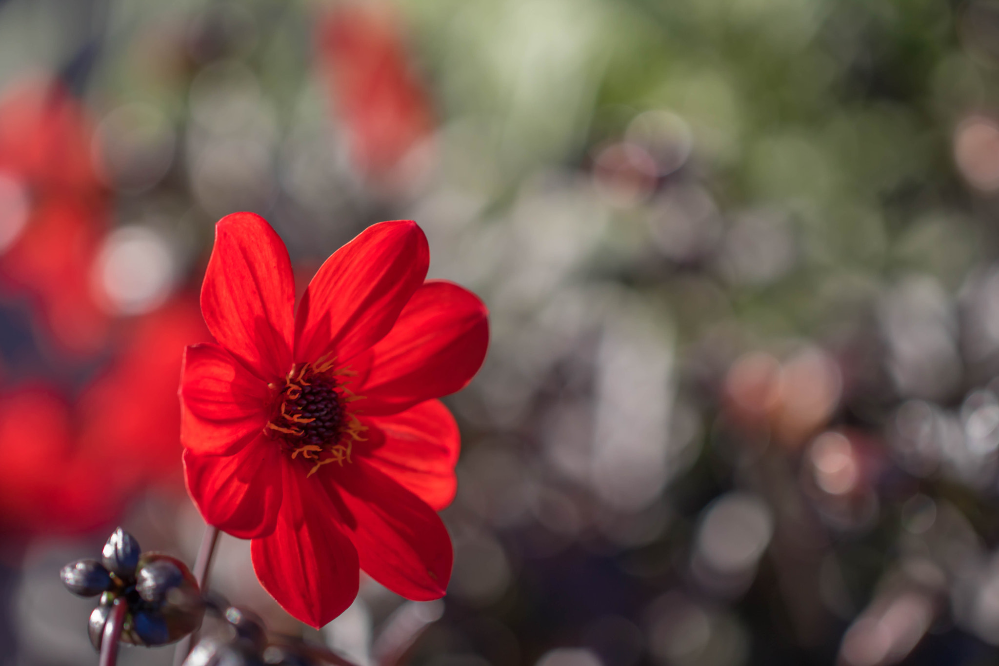 Canon EOS 760D (EOS Rebel T6s / EOS 8000D) + Canon EF 100mm F2.8L Macro IS USM sample photo. Summer is ending photography