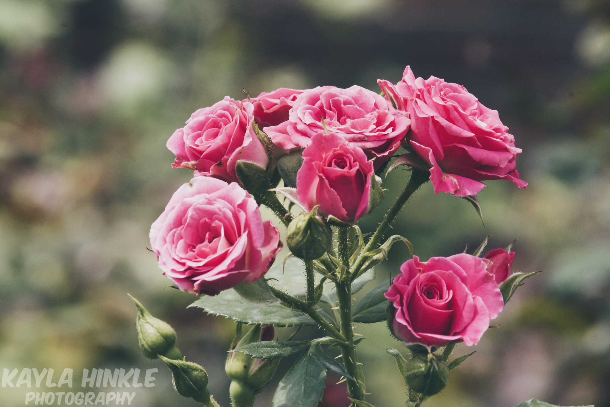 Canon EF-S 55-250mm F4-5.6 IS STM sample photo. Last dance photography
