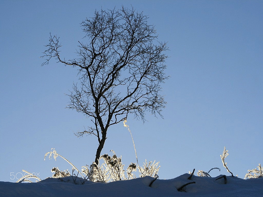 Canon EOS 400D (EOS Digital Rebel XTi / EOS Kiss Digital X) + EF75-300mm f/4-5.6 sample photo. Winterbirch. photography