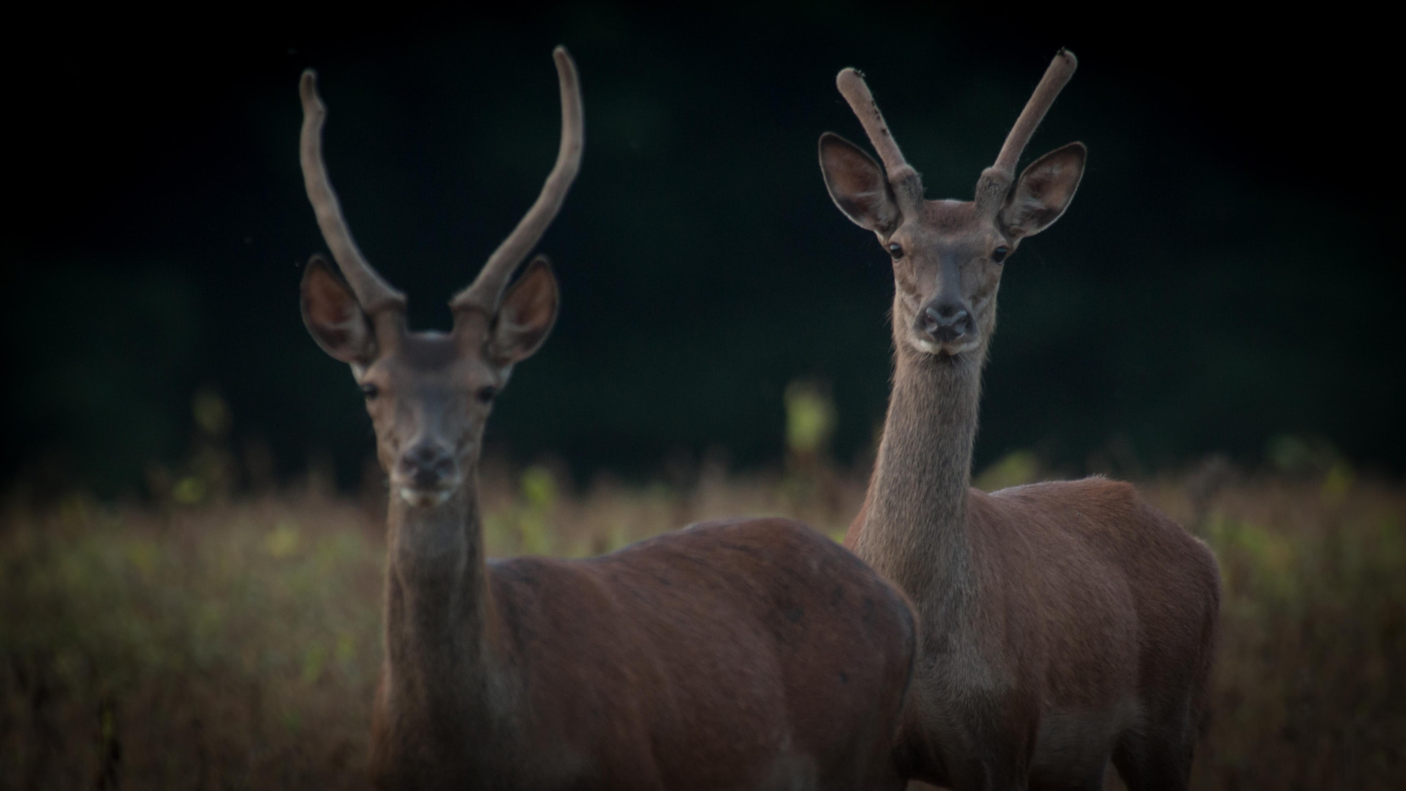 Canon EF 300mm f/2.8L + 2x sample photo. Daguets. photography