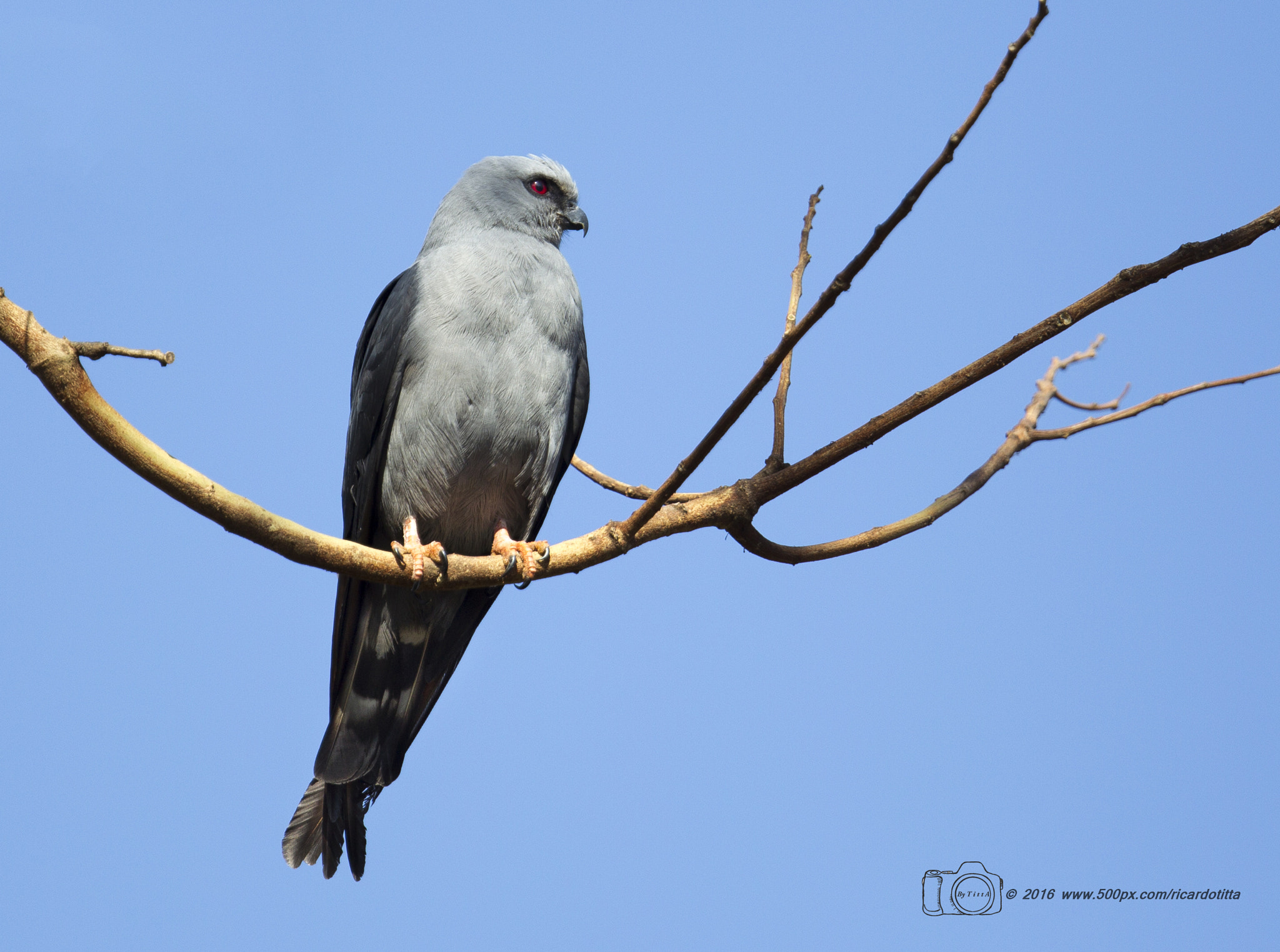 Canon EF 400mm F2.8L IS USM sample photo. Sovi photography