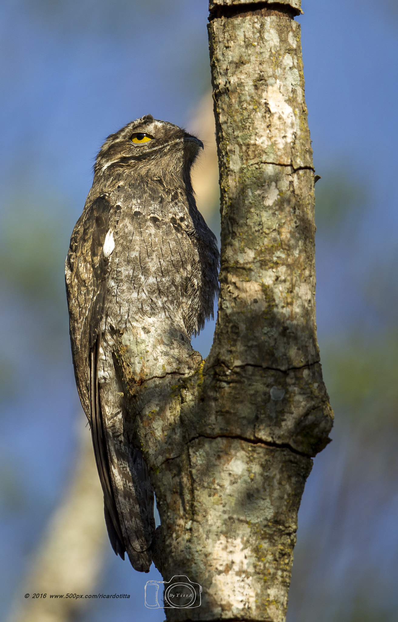 Canon EF 400mm F2.8L IS USM sample photo. Urutal photography