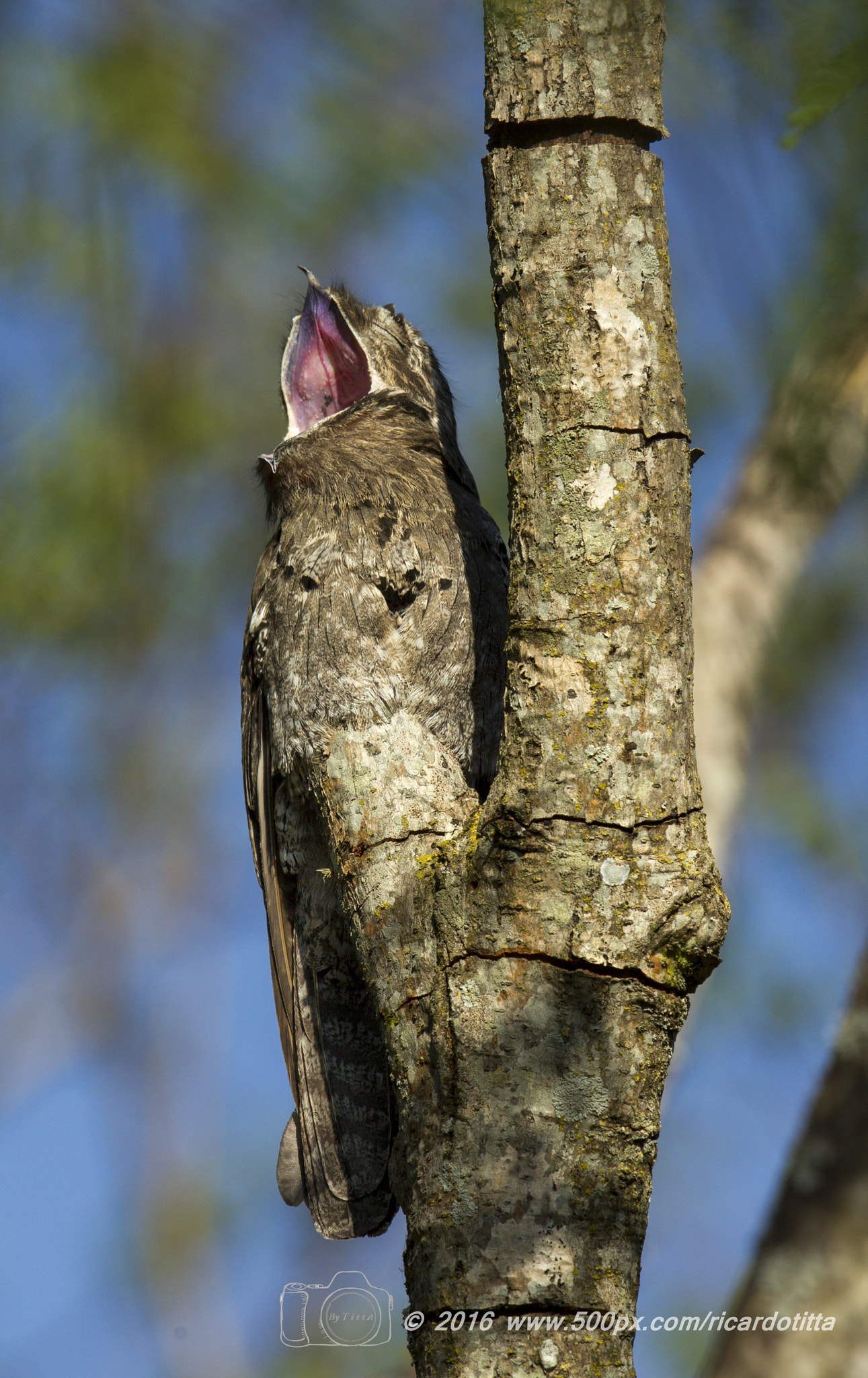 Canon EF 400mm F2.8L IS USM sample photo. Urutal photography
