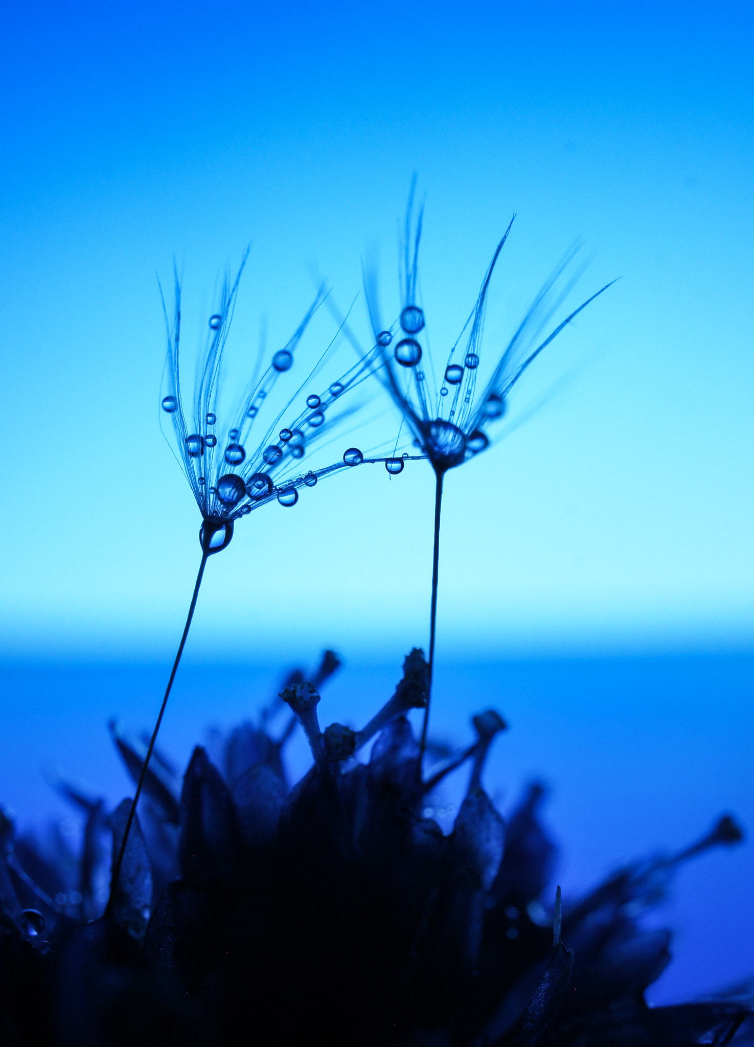 Sony Alpha NEX-5 + Sony E 30mm F3.5 Macro sample photo. Blue dandelion photography