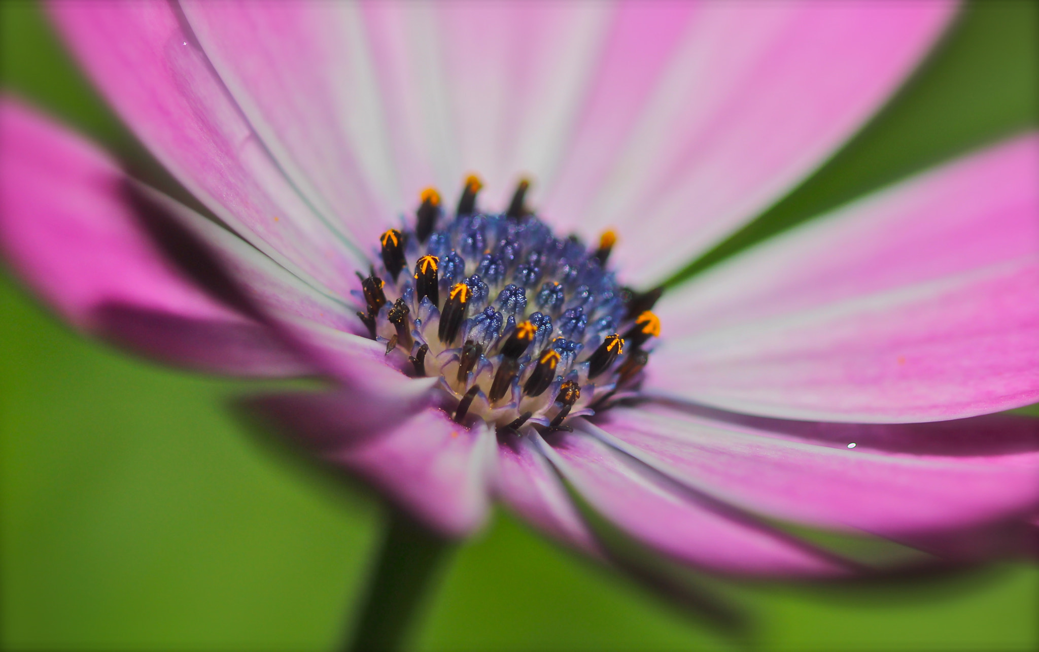 Canon EF 100mm F2.8 Macro USM sample photo. After the rain photography