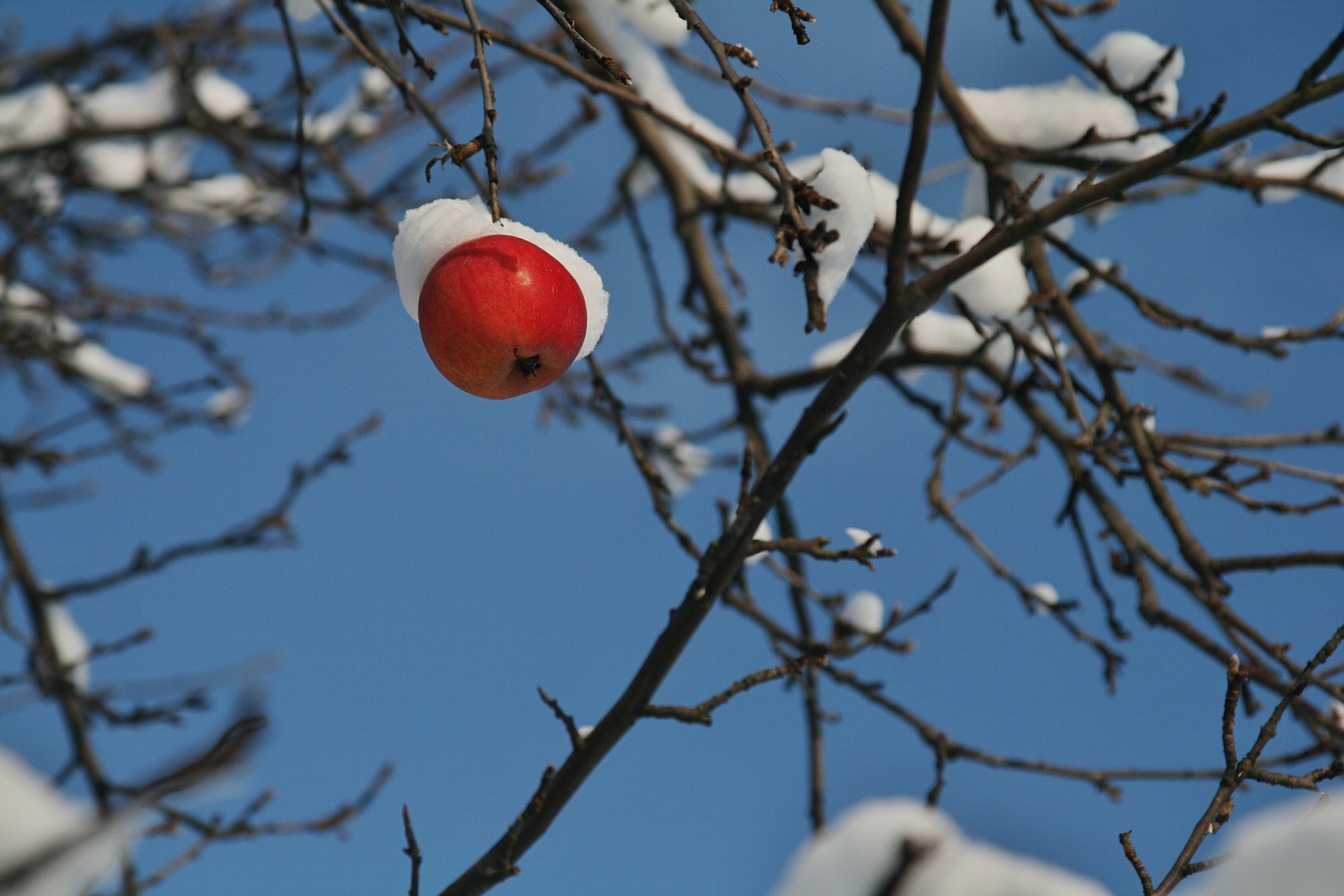 Canon EOS 400D (EOS Digital Rebel XTi / EOS Kiss Digital X) sample photo. Winter is coming photography