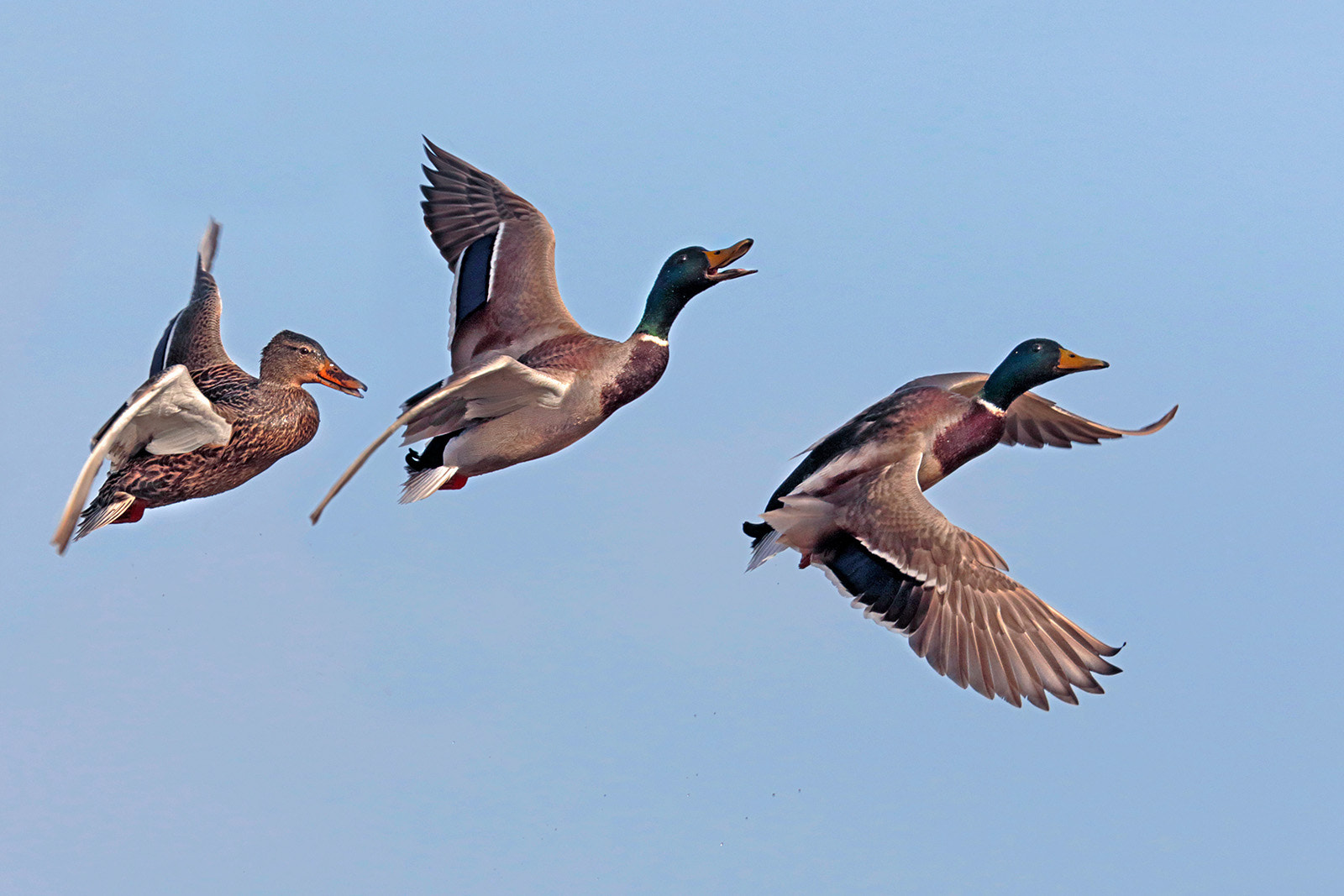 Canon EF 300mm F2.8L IS II USM sample photo. Mallard - courtship photography