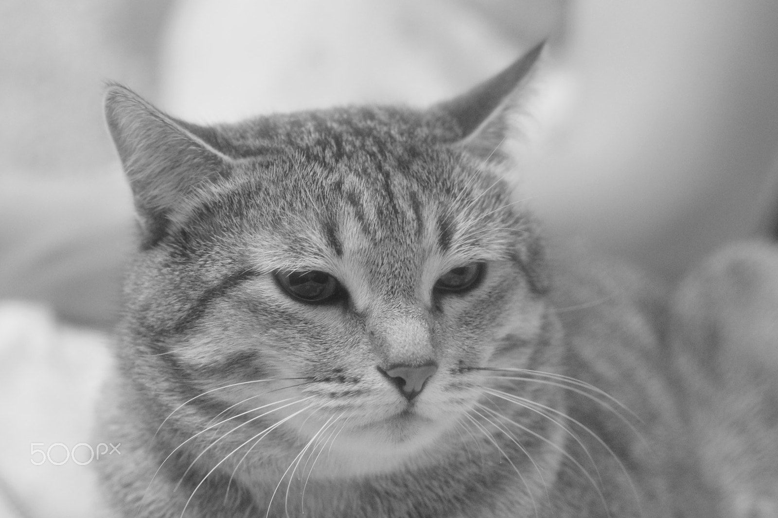 Sony Planar T* 85mm F1.4 ZA sample photo. *** photography