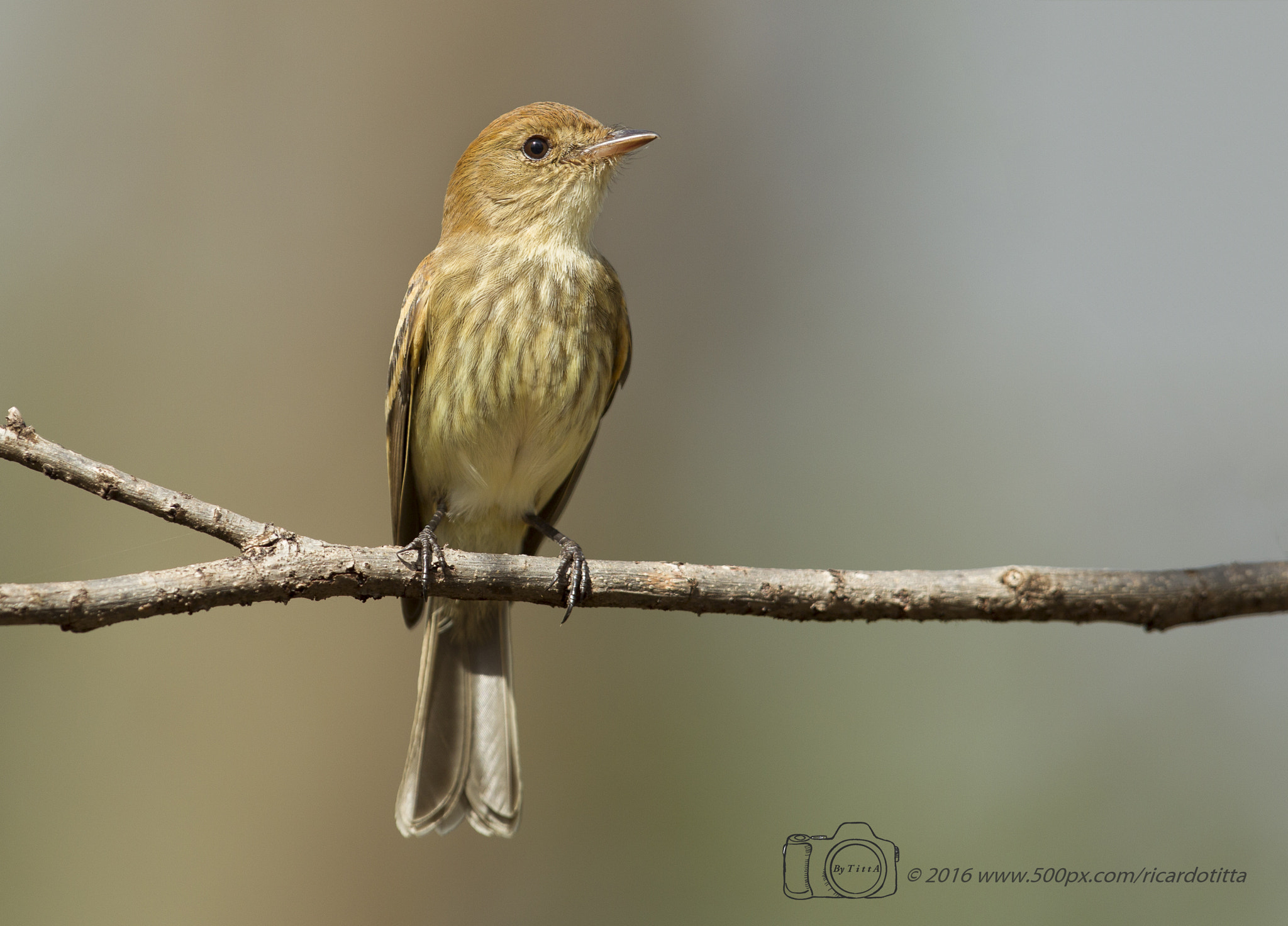 Canon EF 400mm F2.8L IS USM sample photo. Felipe photography