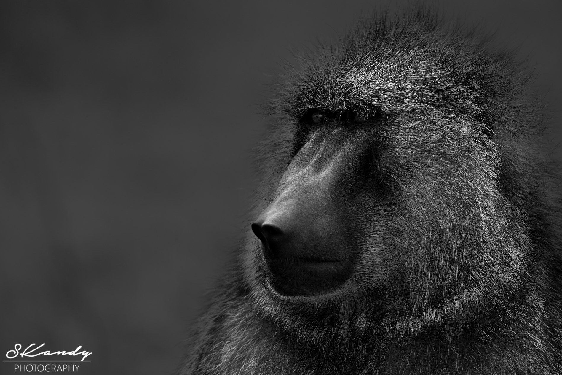 Canon EF 500mm F4L IS II USM sample photo. Yellow baboon portrait photography