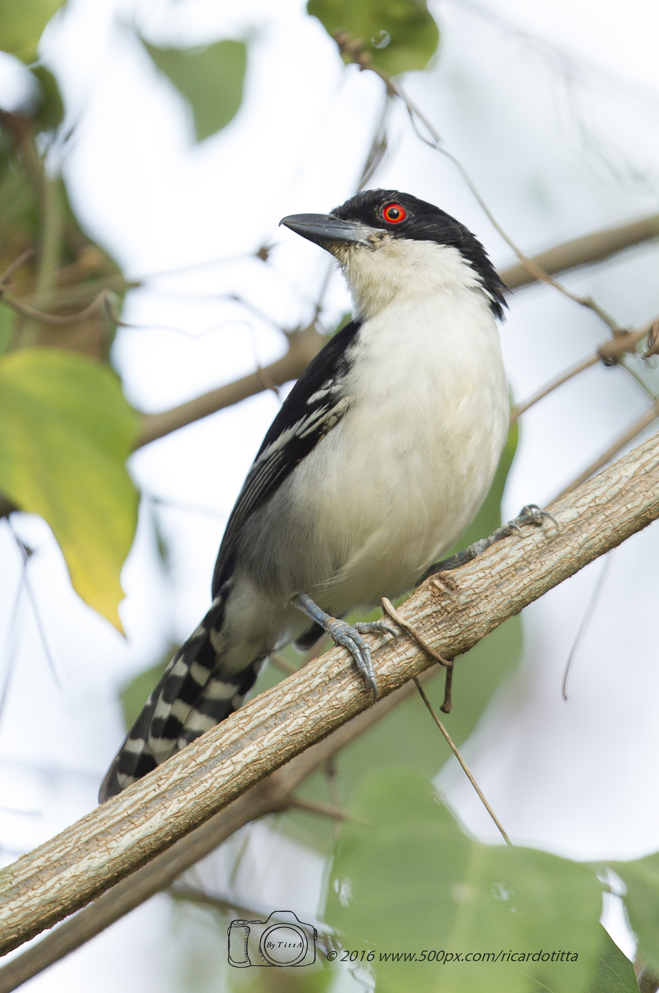 Canon EF 400mm F2.8L IS USM sample photo. Choró boi -macho photography