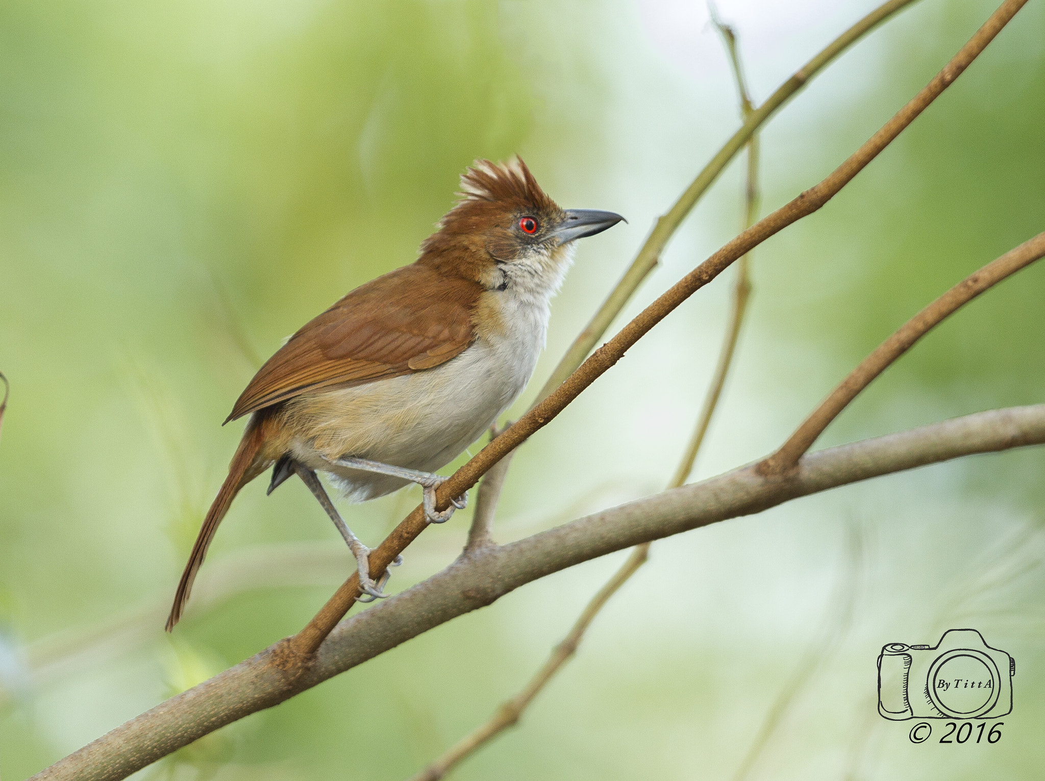 Canon EF 400mm F2.8L IS USM sample photo. Choró boi-femea photography