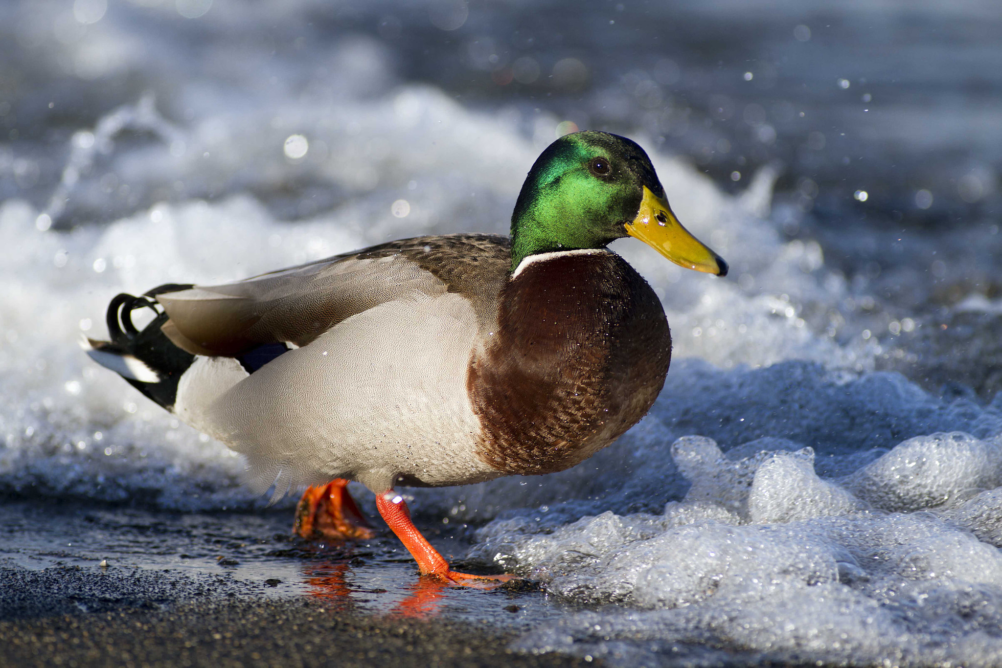 Canon EOS 7D + Canon EF 300mm f/2.8L sample photo. Mallard  photography