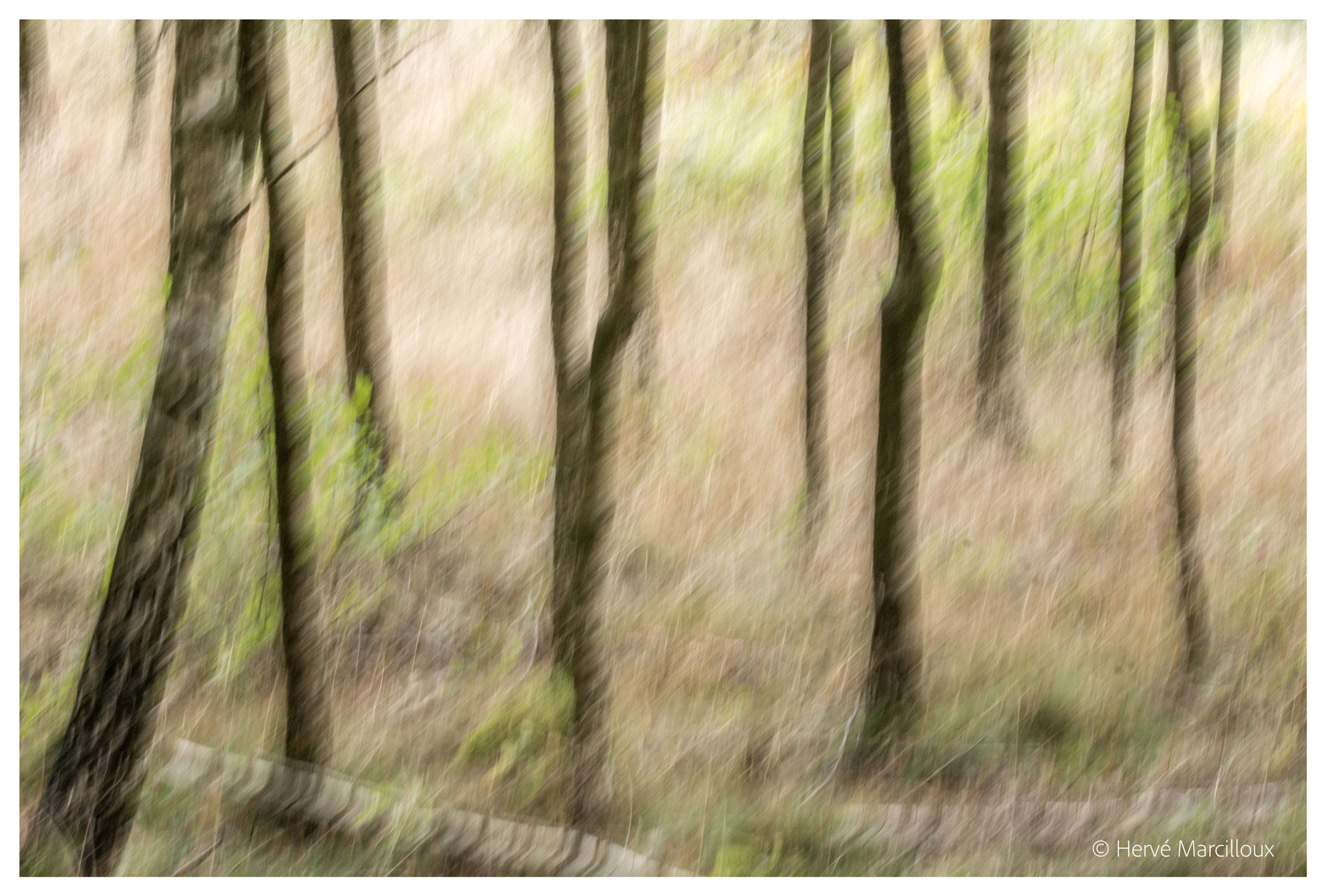 Sony SLT-A77 + 105mm F2.8 sample photo. Impressionism photography