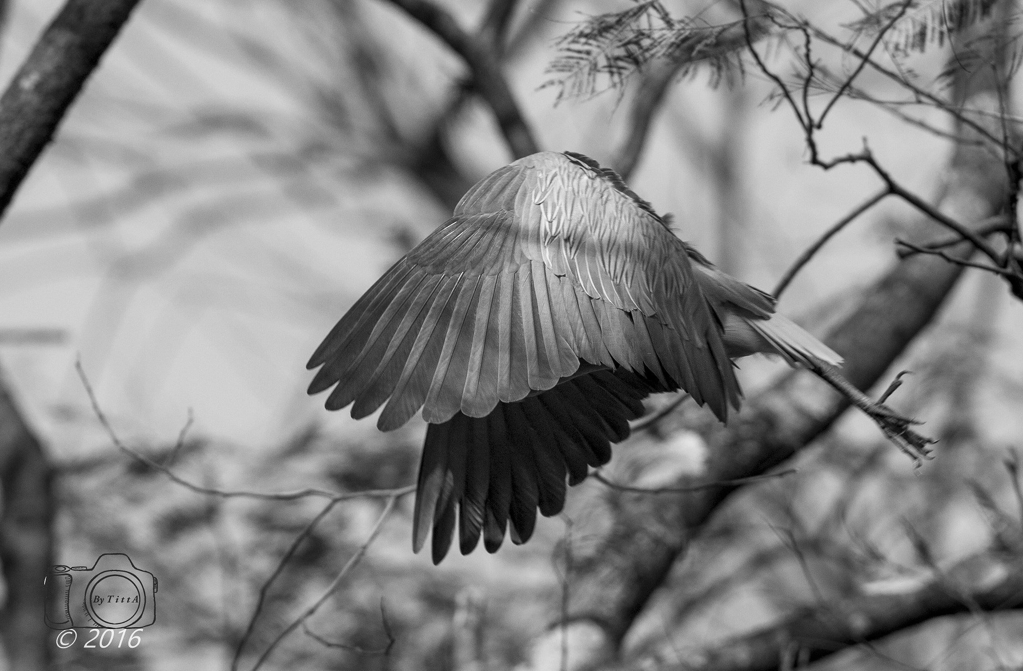 Canon EF 400mm F2.8L IS USM sample photo. Maria faceira photography