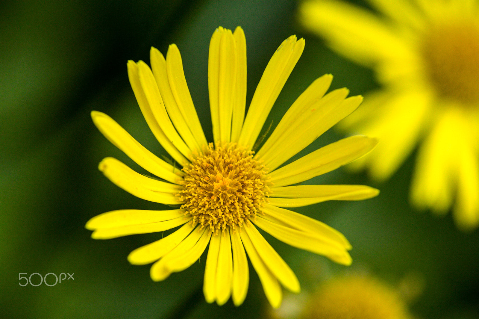 Canon EOS 50D sample photo. Yellow flower photography