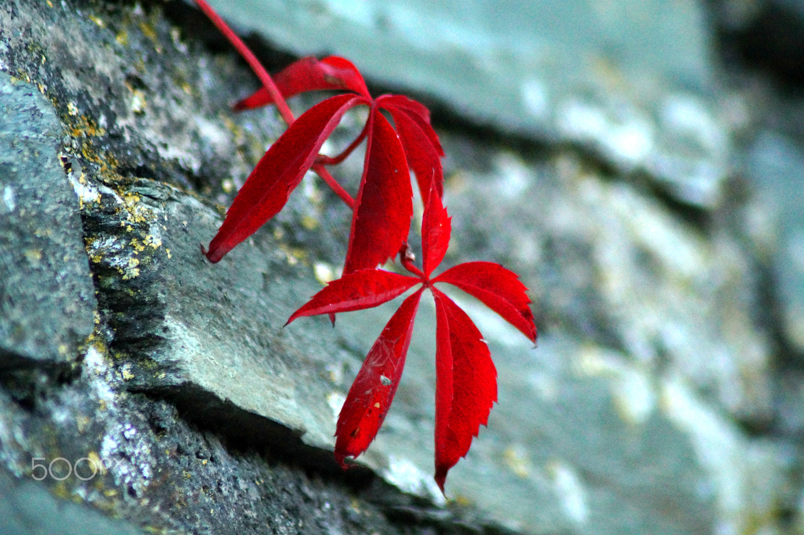 Sony SLT-A58 sample photo. Autumn #4 photography