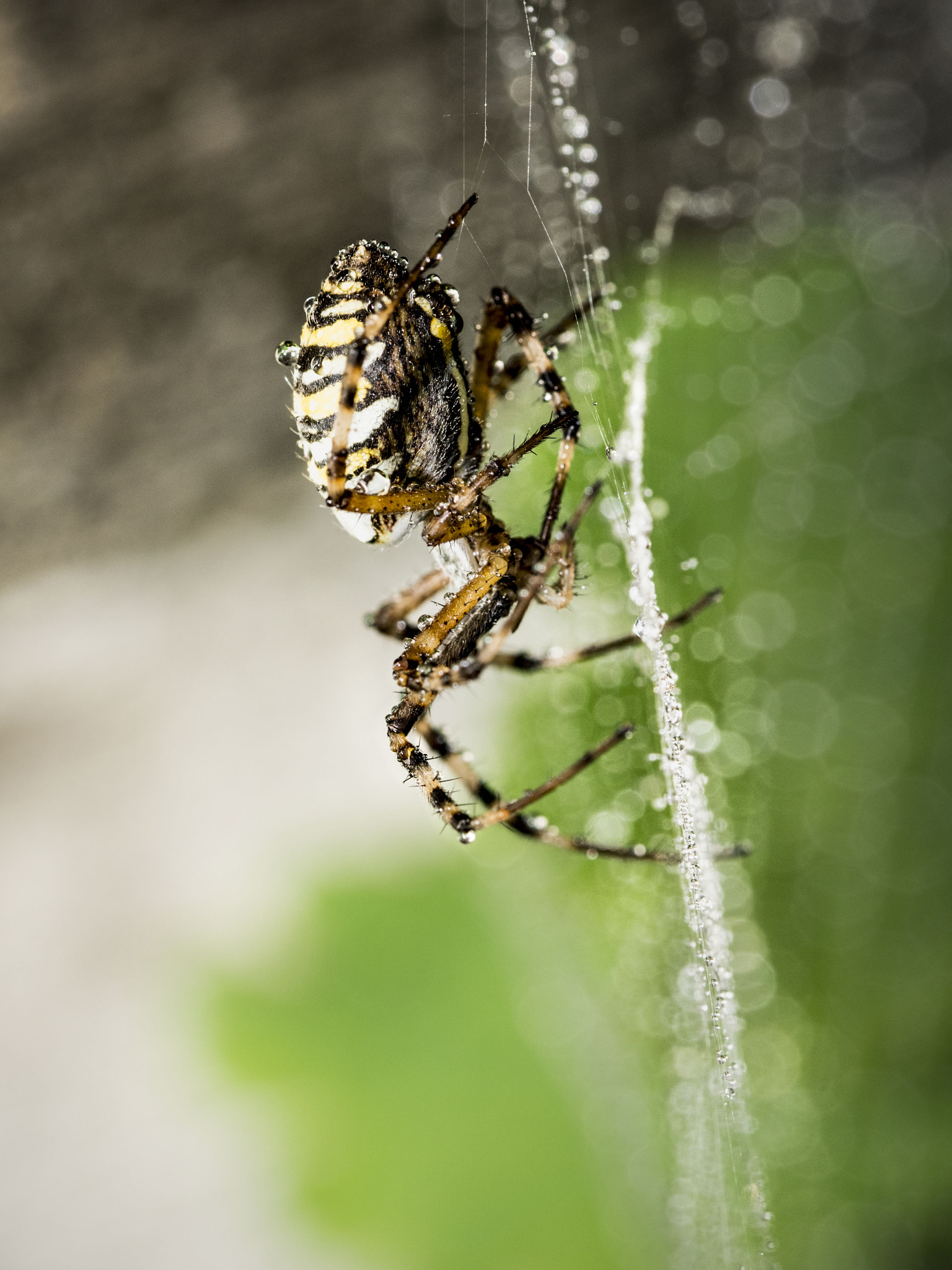 Sigma 105mm F2.8 EX DG OS HSM sample photo
