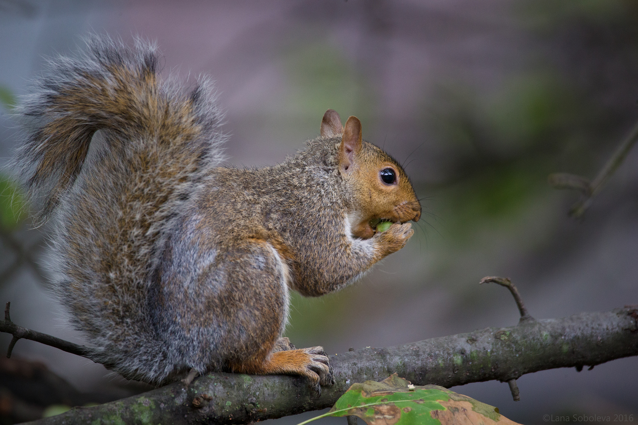 150-600mm F5-6.3 DG OS HSM | Contemporary 015 sample photo. My neighbor's lunch break photography
