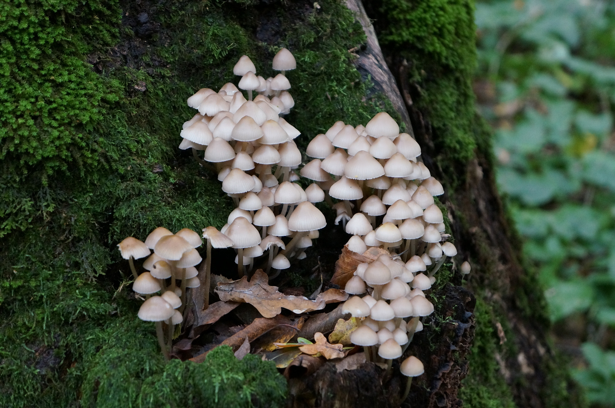 Sony E 18-55mm F3.5-5.6 OSS sample photo. Mycelium photography
