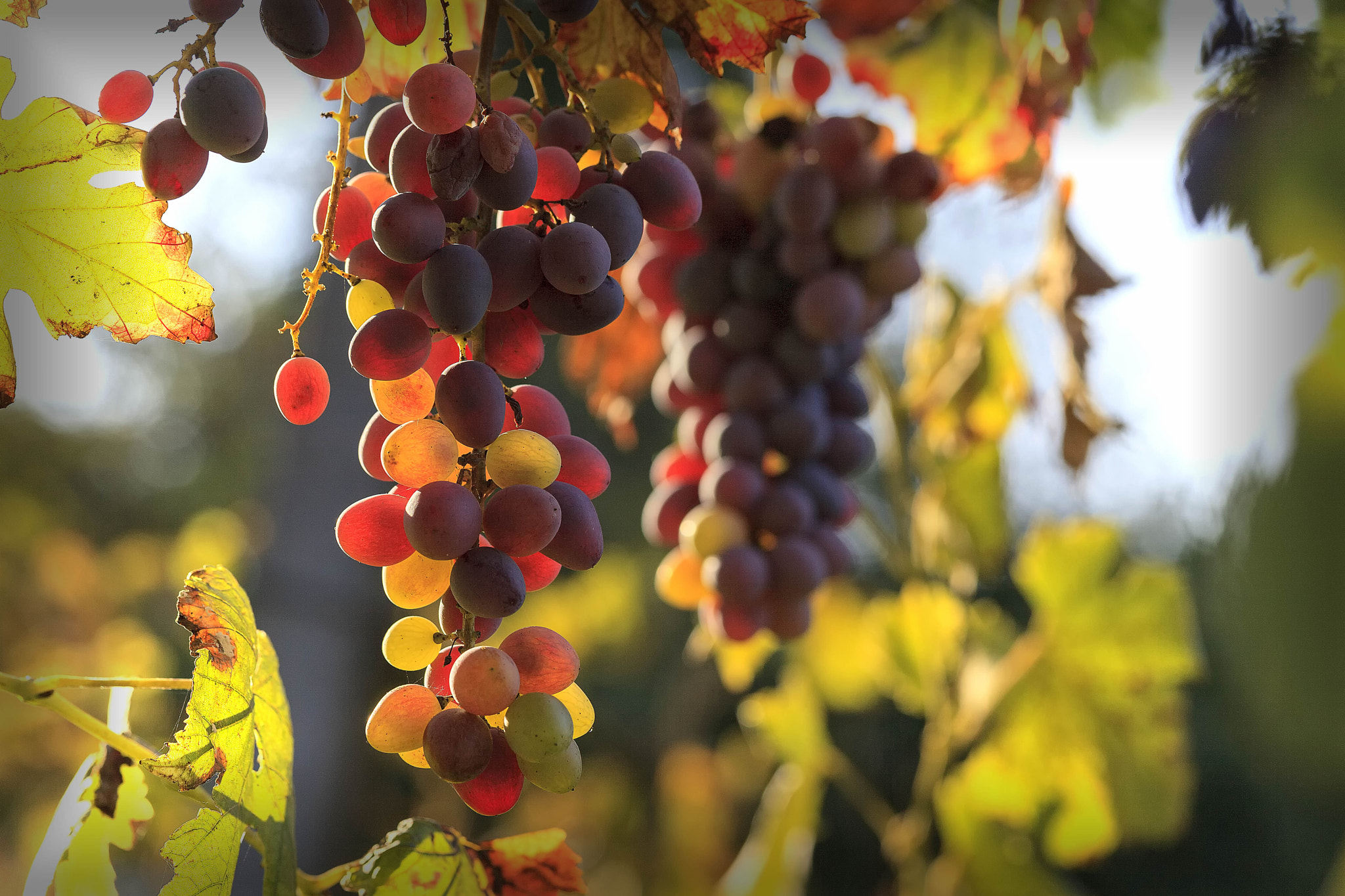 Canon EF 100mm F2.8L Macro IS USM sample photo. Grapes photography
