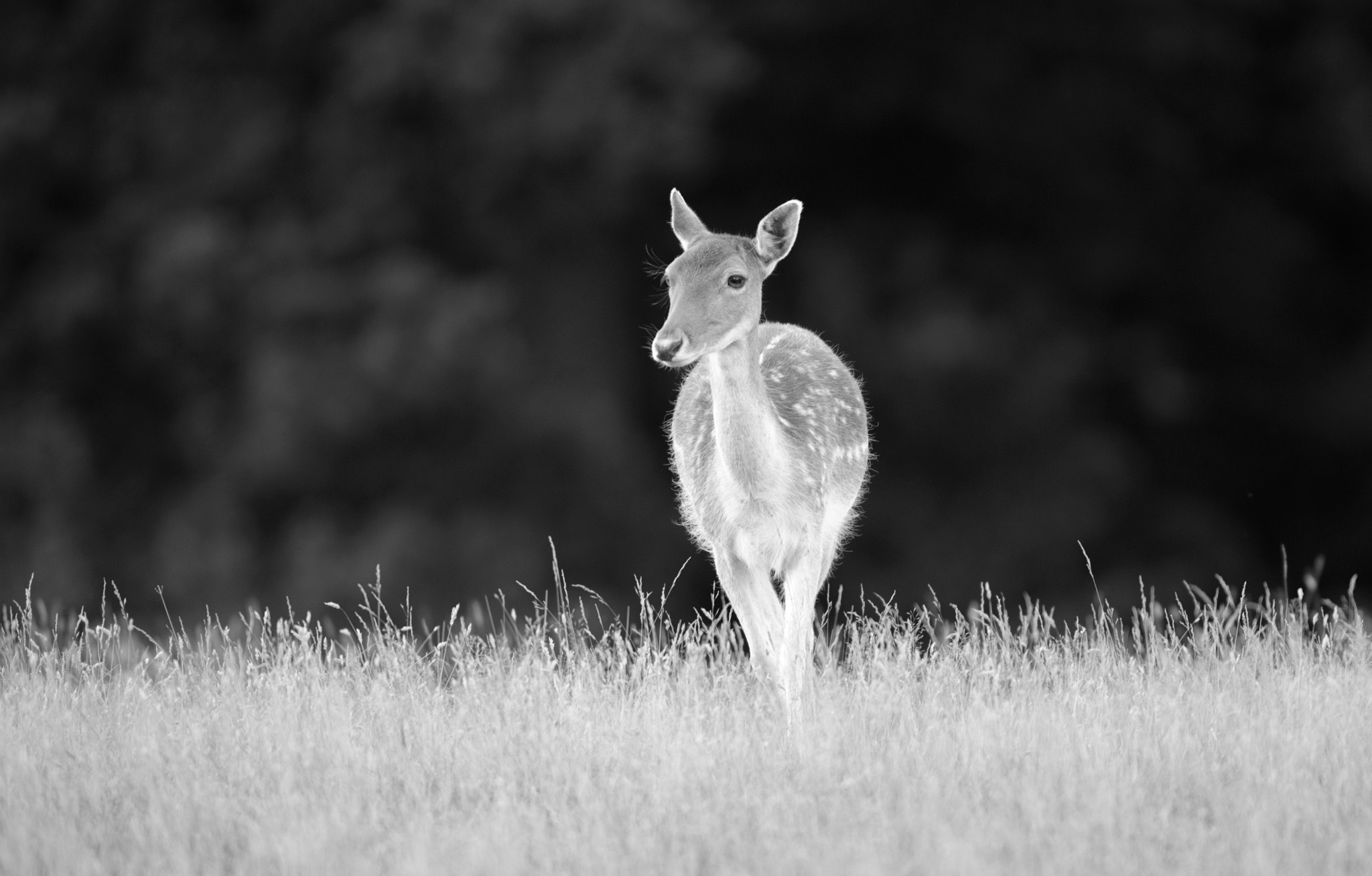 AF-S Nikkor 300mm f/2.8D IF-ED II sample photo. Young fallow deer photography