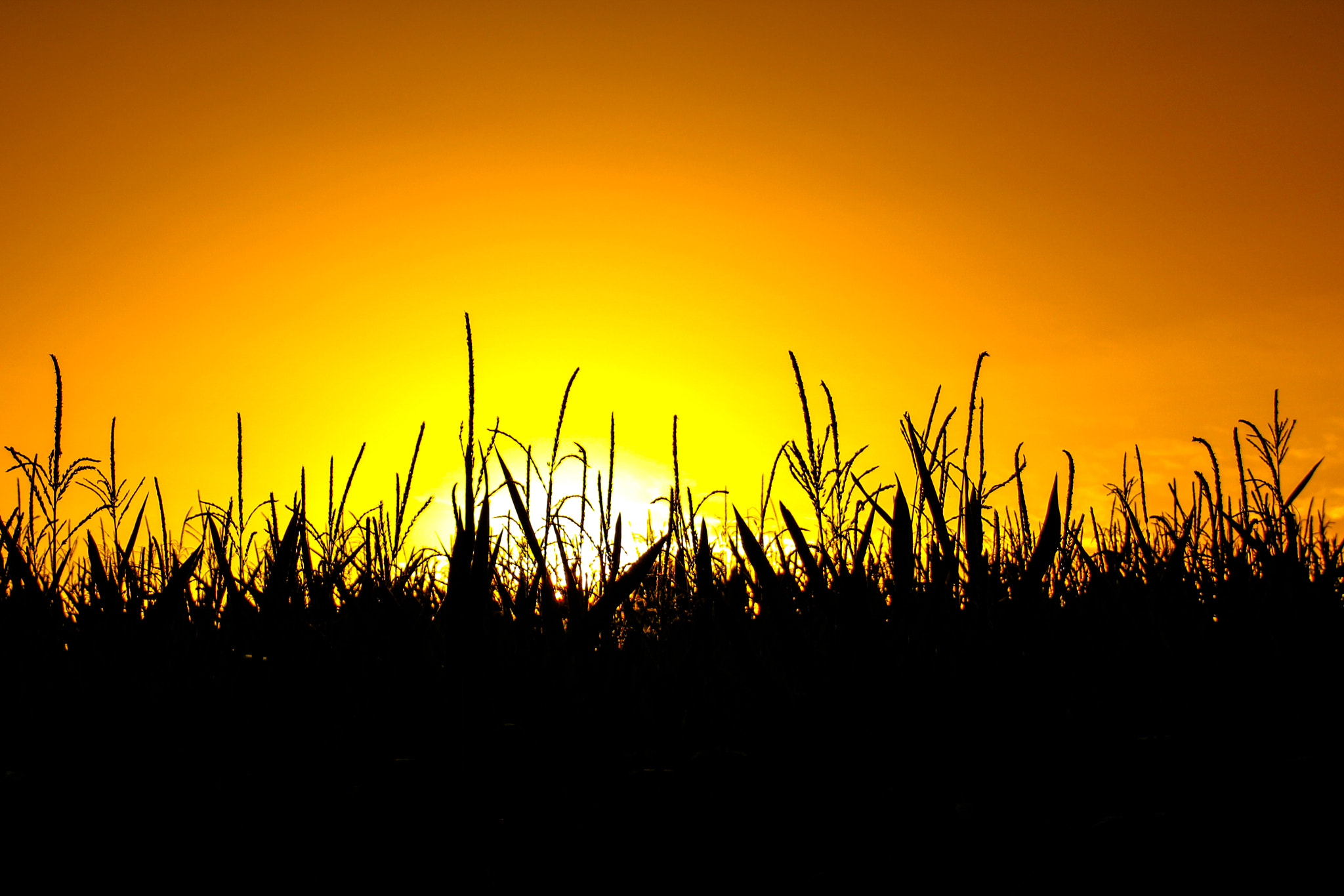 Canon EOS 100D (EOS Rebel SL1 / EOS Kiss X7) sample photo. Sunrise on a cornfield photography