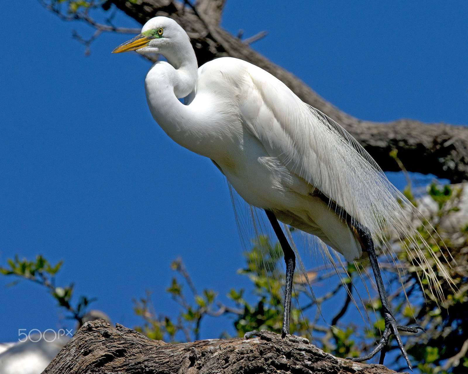 Nikon D800E sample photo. Great egret photography