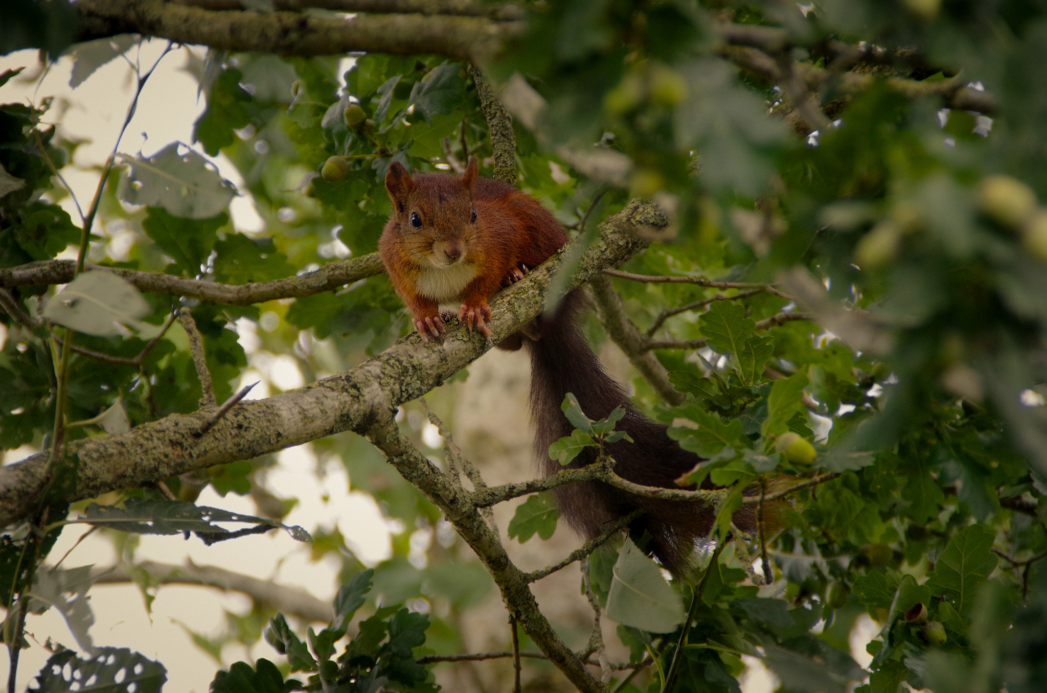 Pentax K-500 sample photo. Squirrel :-) photography