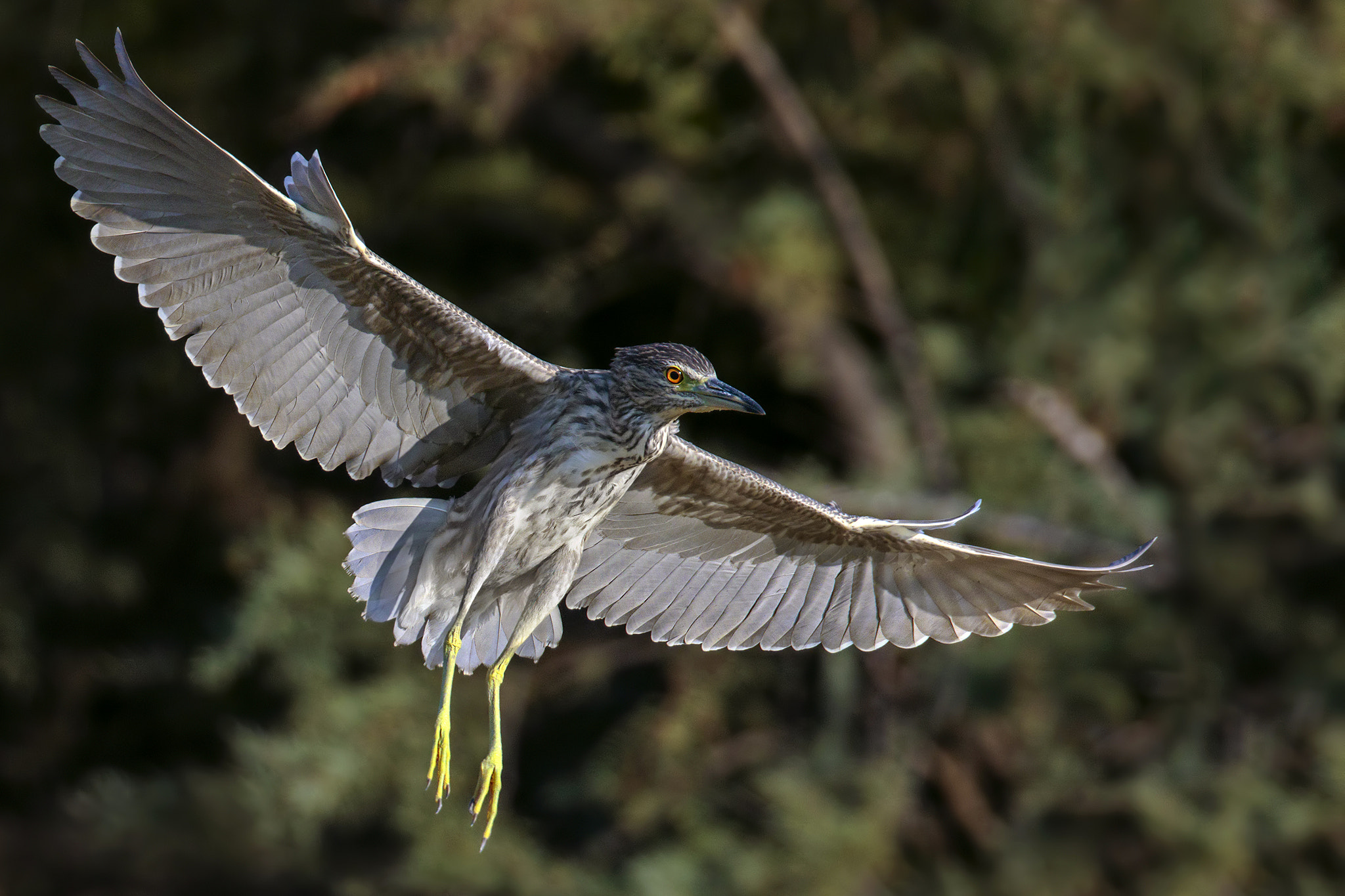 Canon EOS 7D Mark II + Canon EF 300mm F2.8L IS II USM sample photo. Night heron photography