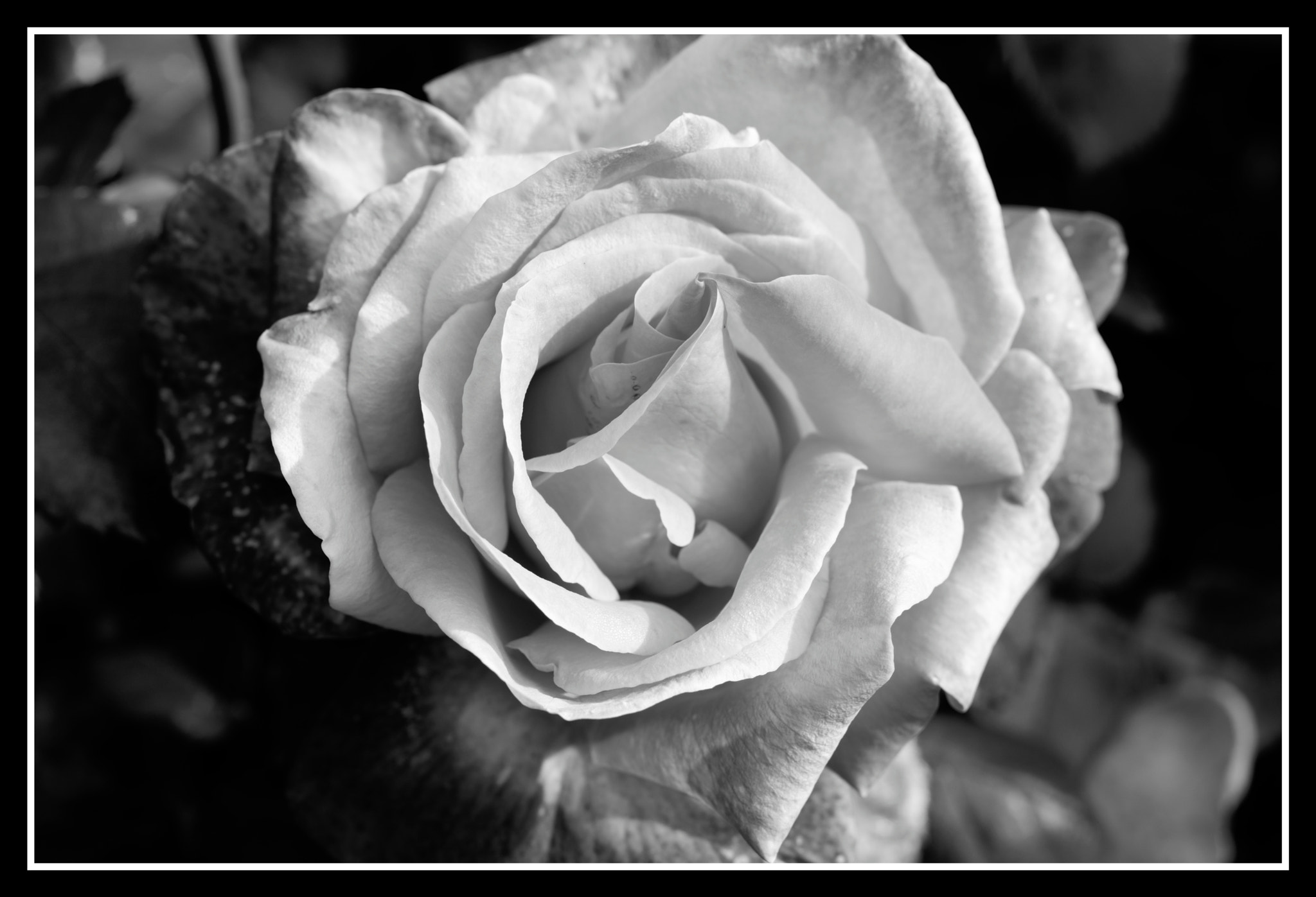 Pentax smc D-FA 50mm F2.8 Macro sample photo. Silver jubilee photography