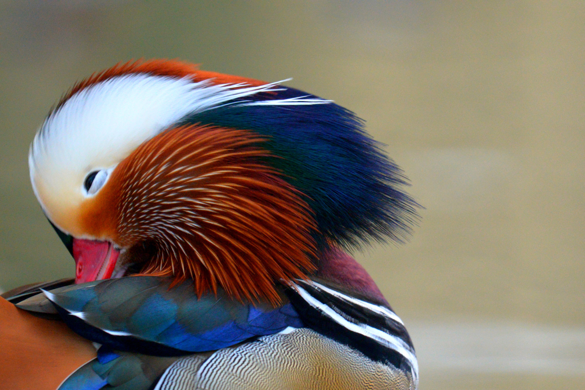Nikon AF-S Nikkor 200-500mm F5.6E ED VR sample photo