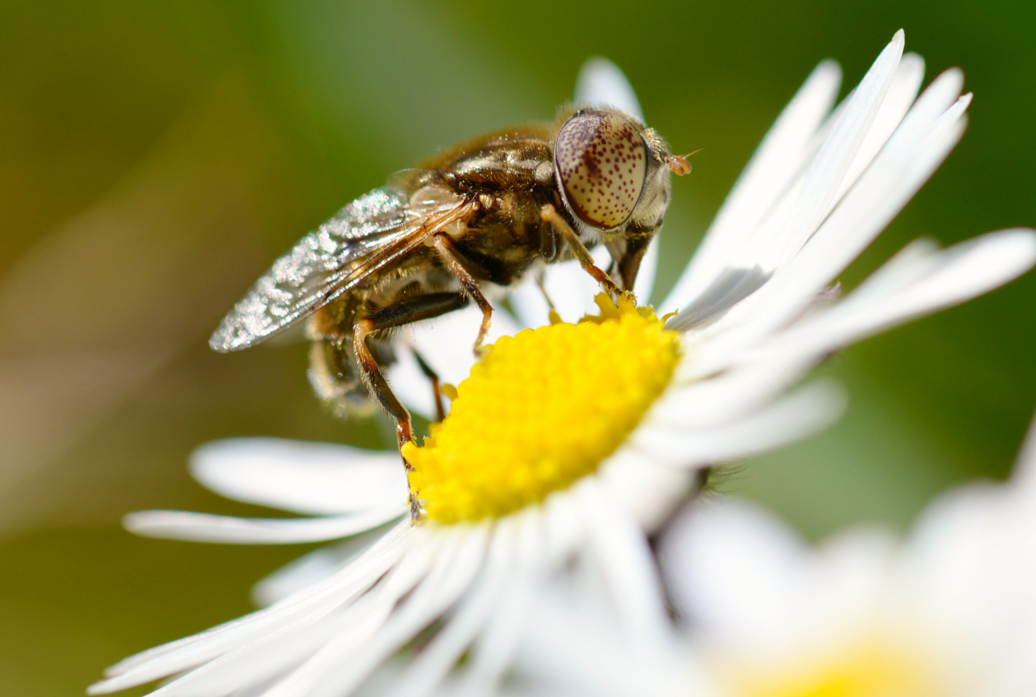 Sigma 105mm F2.8 EX DG OS HSM sample photo