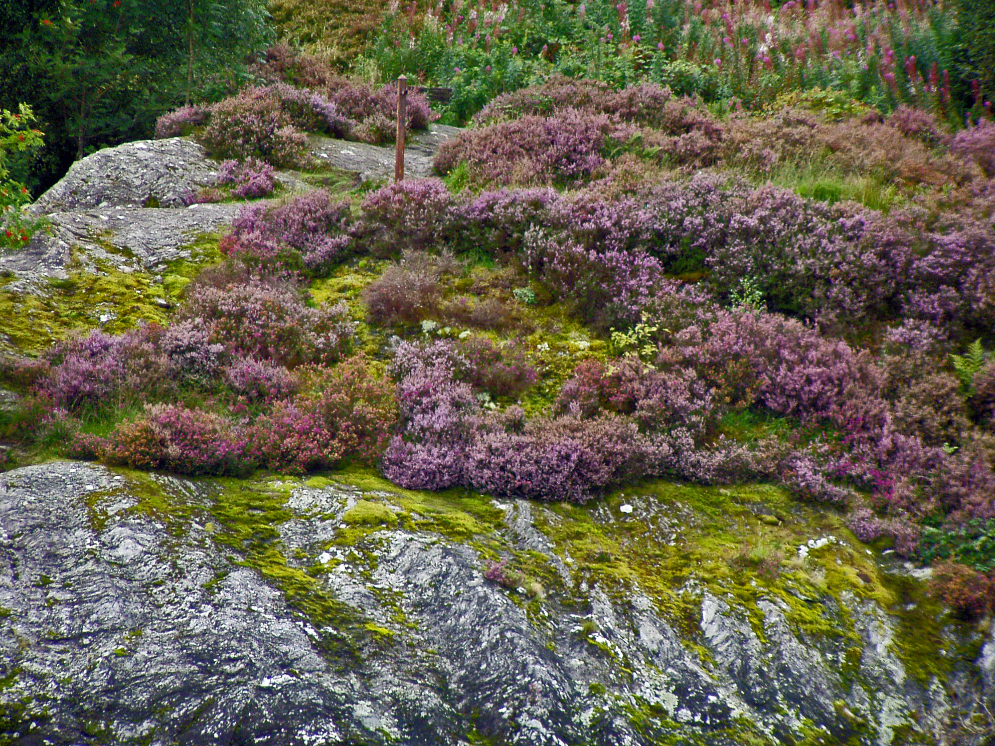 Olympus C725UZ sample photo. Heather on the rocks photography