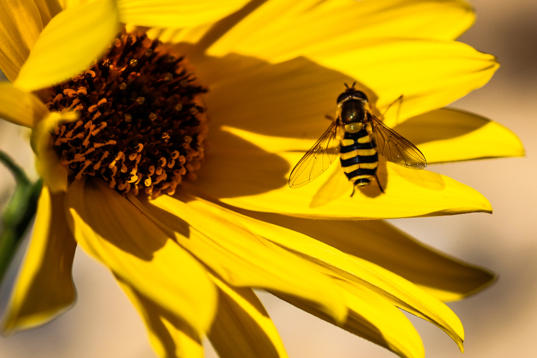 Sigma 105mm F2.8 EX DG OS HSM sample photo. Wasp or bee ? photography