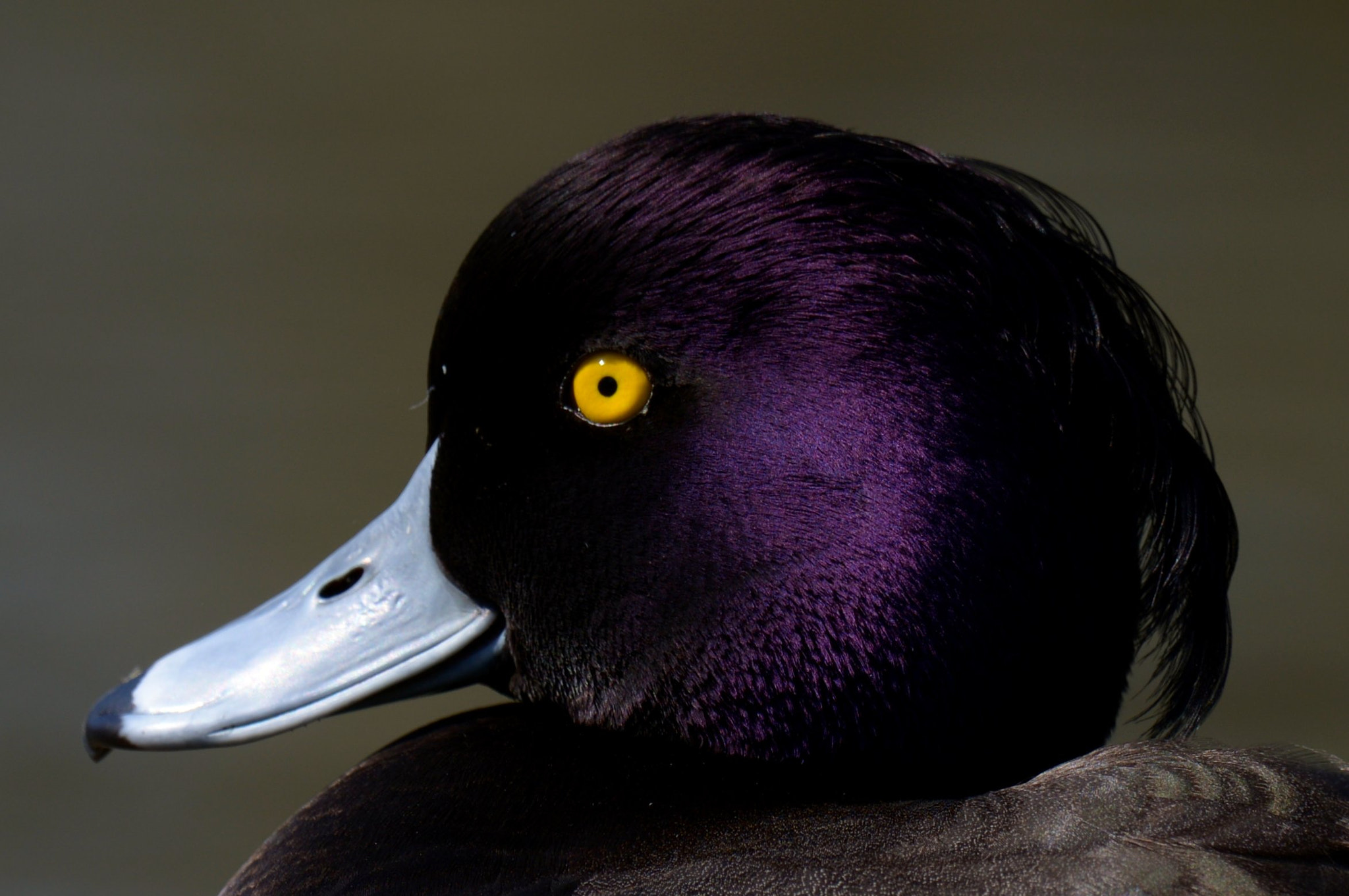 Nikon AF-S Nikkor 200-500mm F5.6E ED VR sample photo