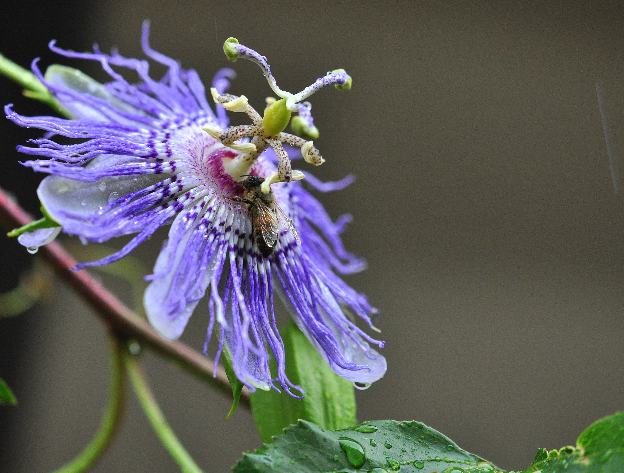 Nikon AF-S DX Micro-Nikkor 85mm F3.5G ED VR sample photo. Passionflower rainstorm photography