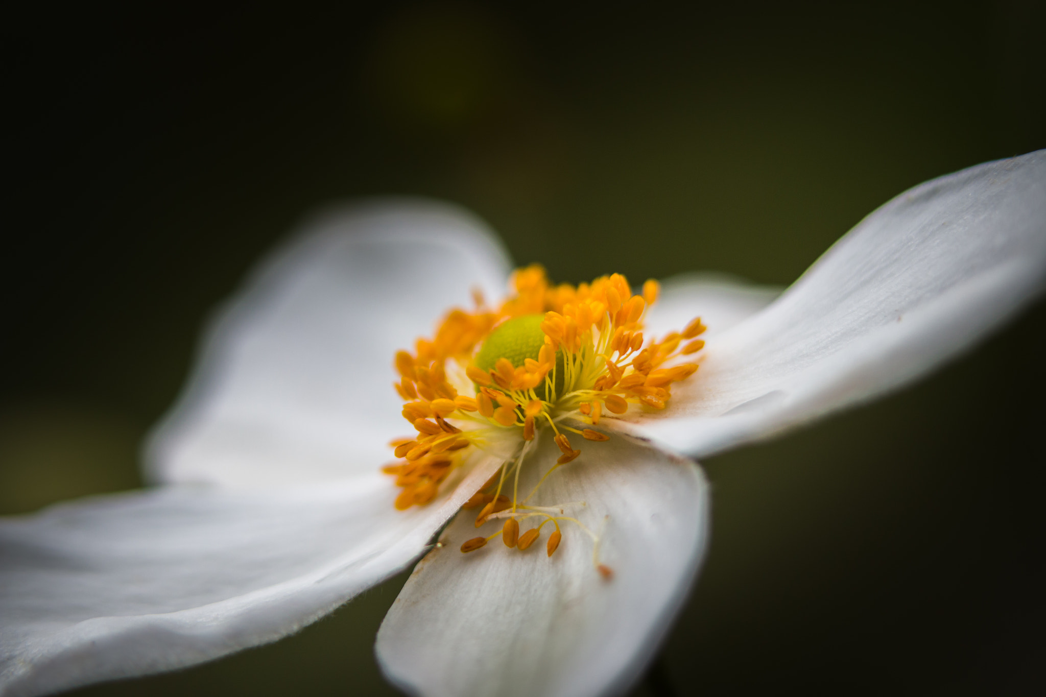 Canon EOS 70D + Canon EF 100mm F2.8L Macro IS USM sample photo. Japanese anemone photography