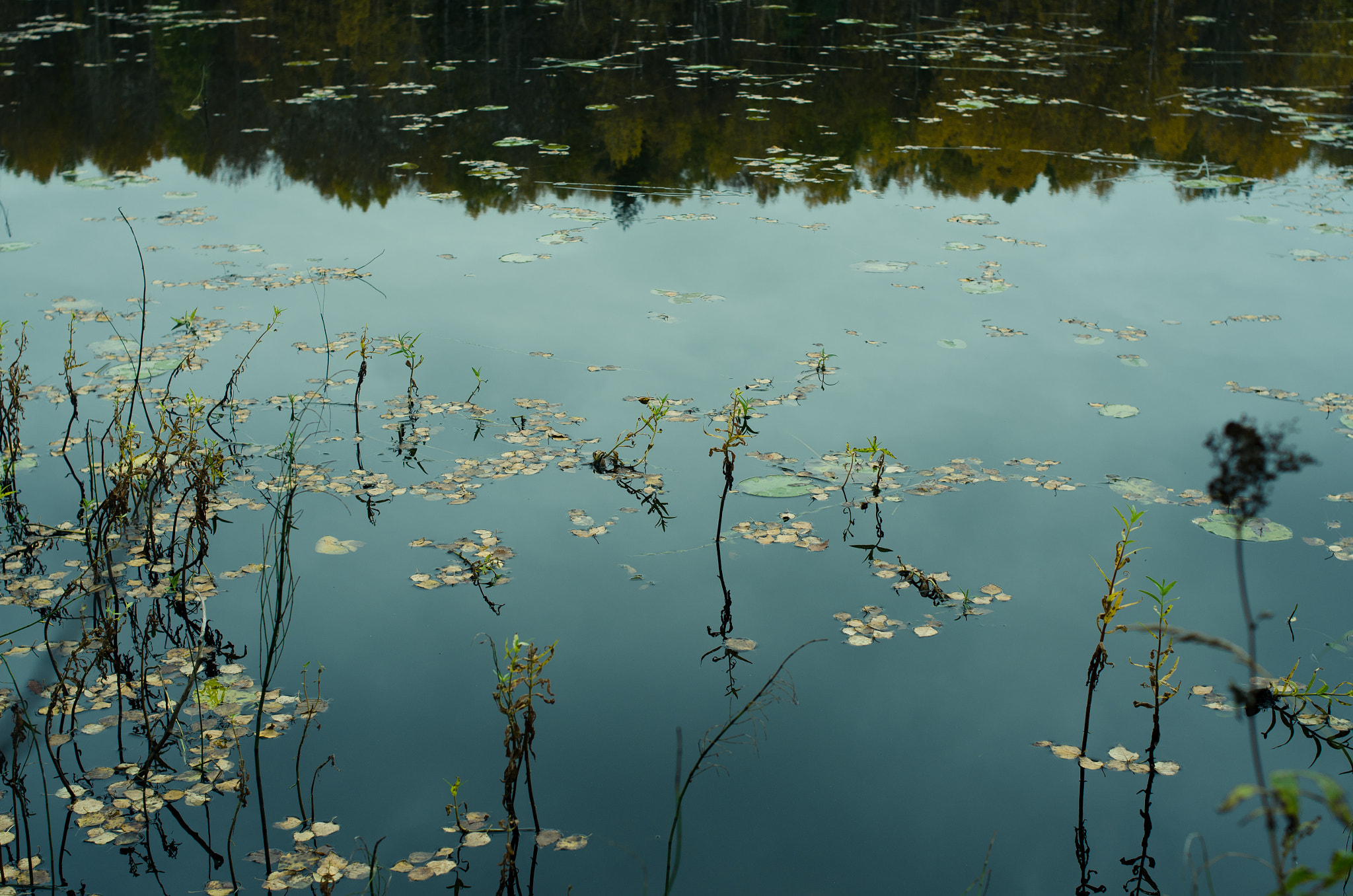 Nikon D7000 + Nikon AF Nikkor 35mm F2D sample photo. Leaves in the lake photography