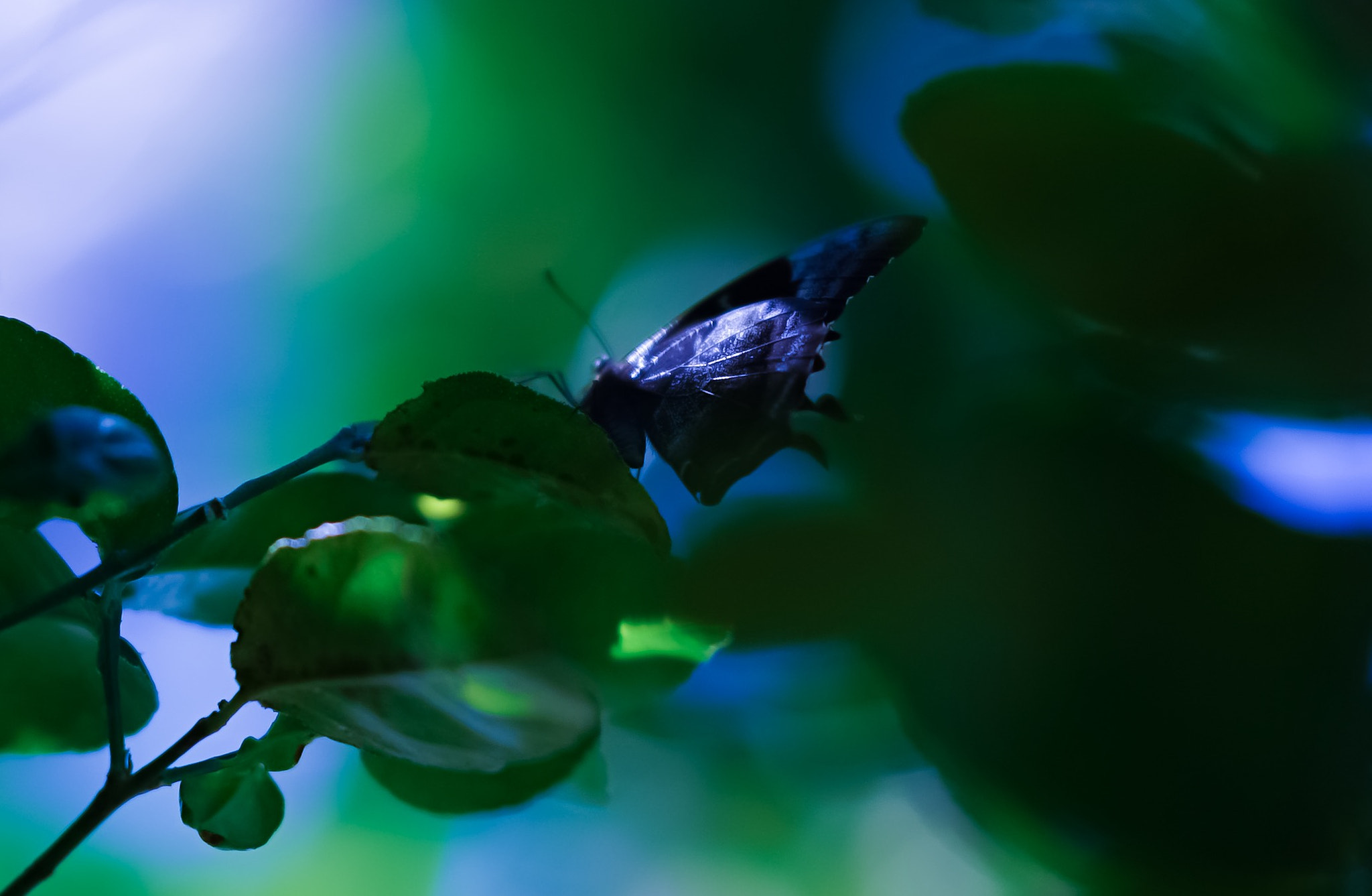 Sony FE 85mm F1.4 GM sample photo. Butterfly in shadow photography