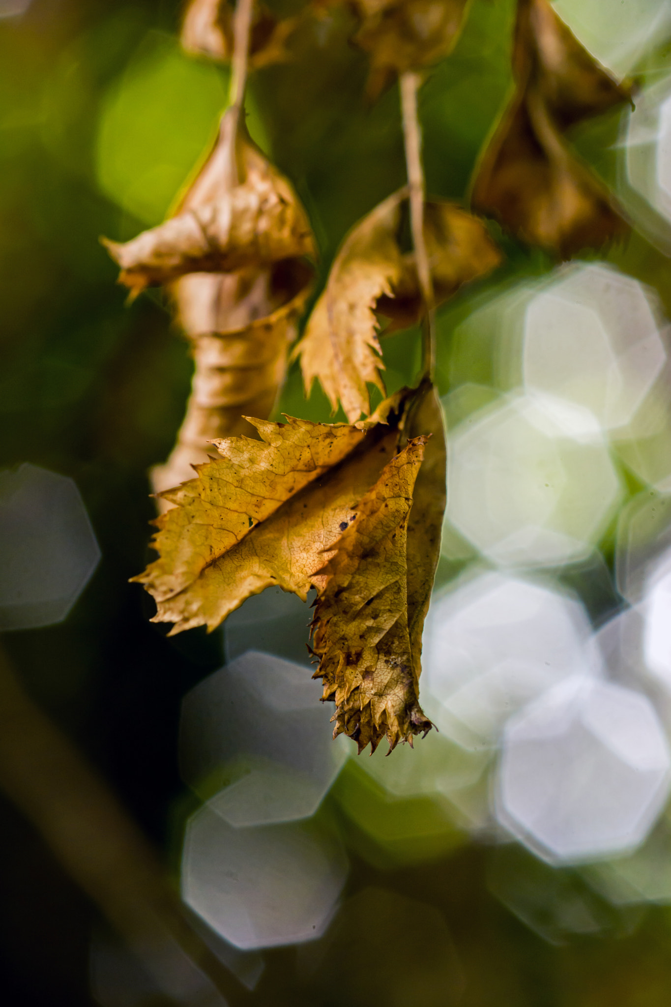 Nikon D7100 + AF Micro-Nikkor 60mm f/2.8 sample photo. Old before their time. photography