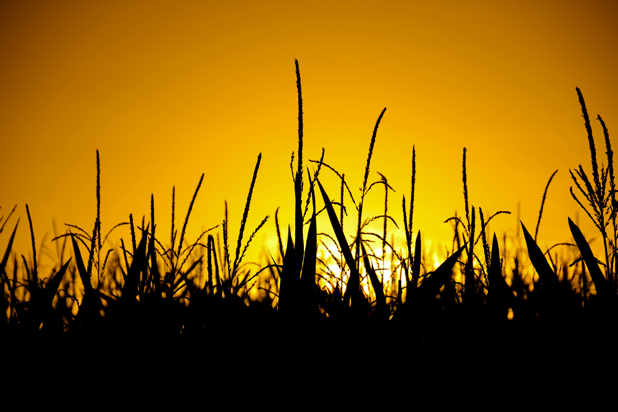 Canon EOS 100D (EOS Rebel SL1 / EOS Kiss X7) sample photo. Sunrise on a cornfield photography