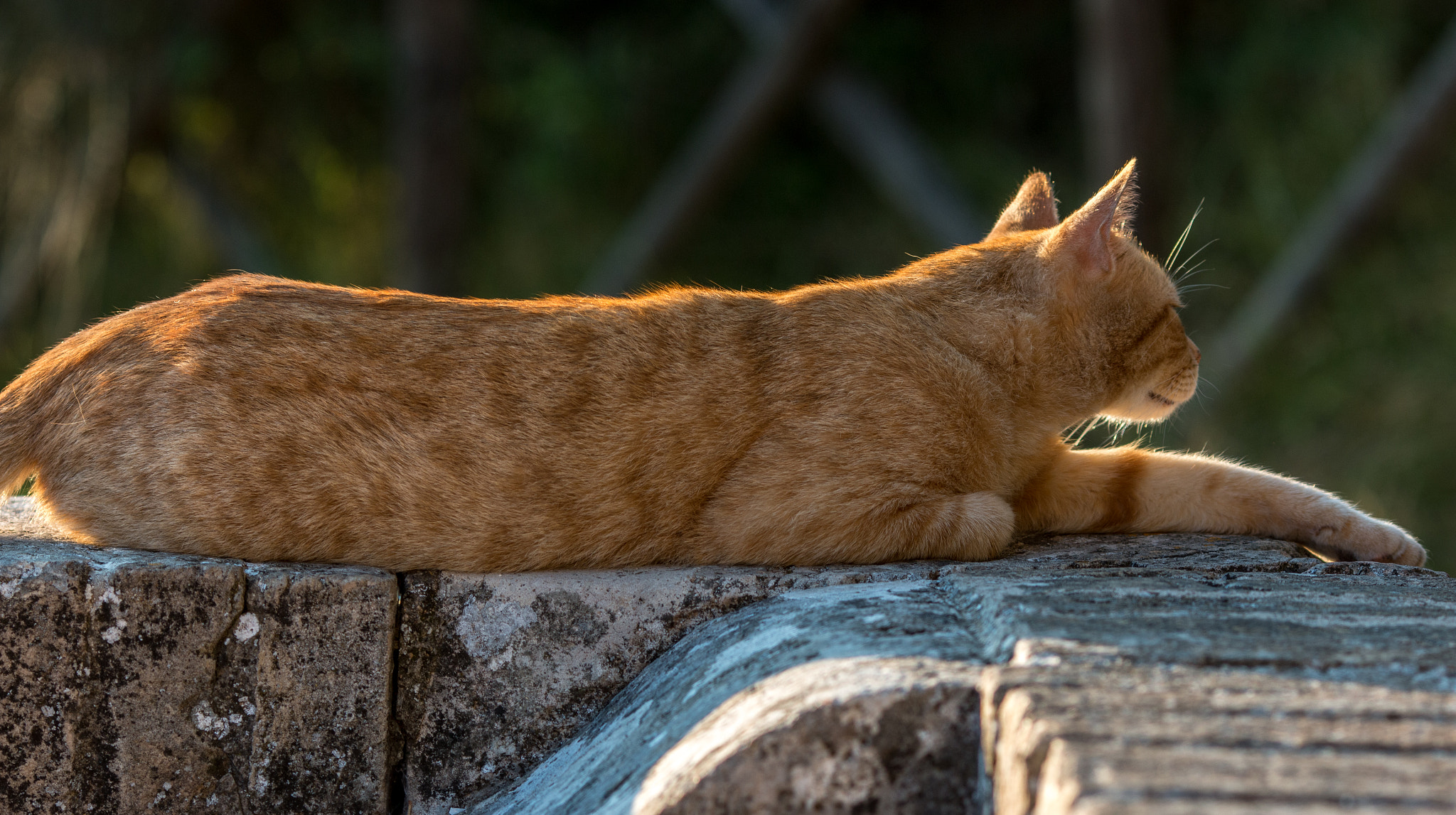 Canon EOS 70D + Canon EF 135mm F2L USM sample photo. Monastery cat photography