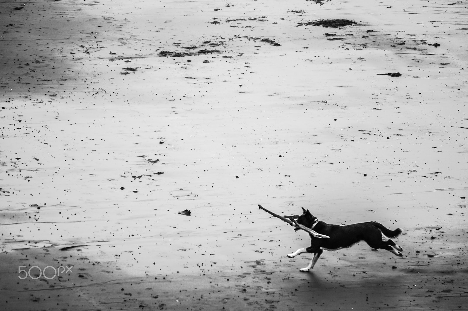 Sony Alpha a3000 sample photo. Dog photography