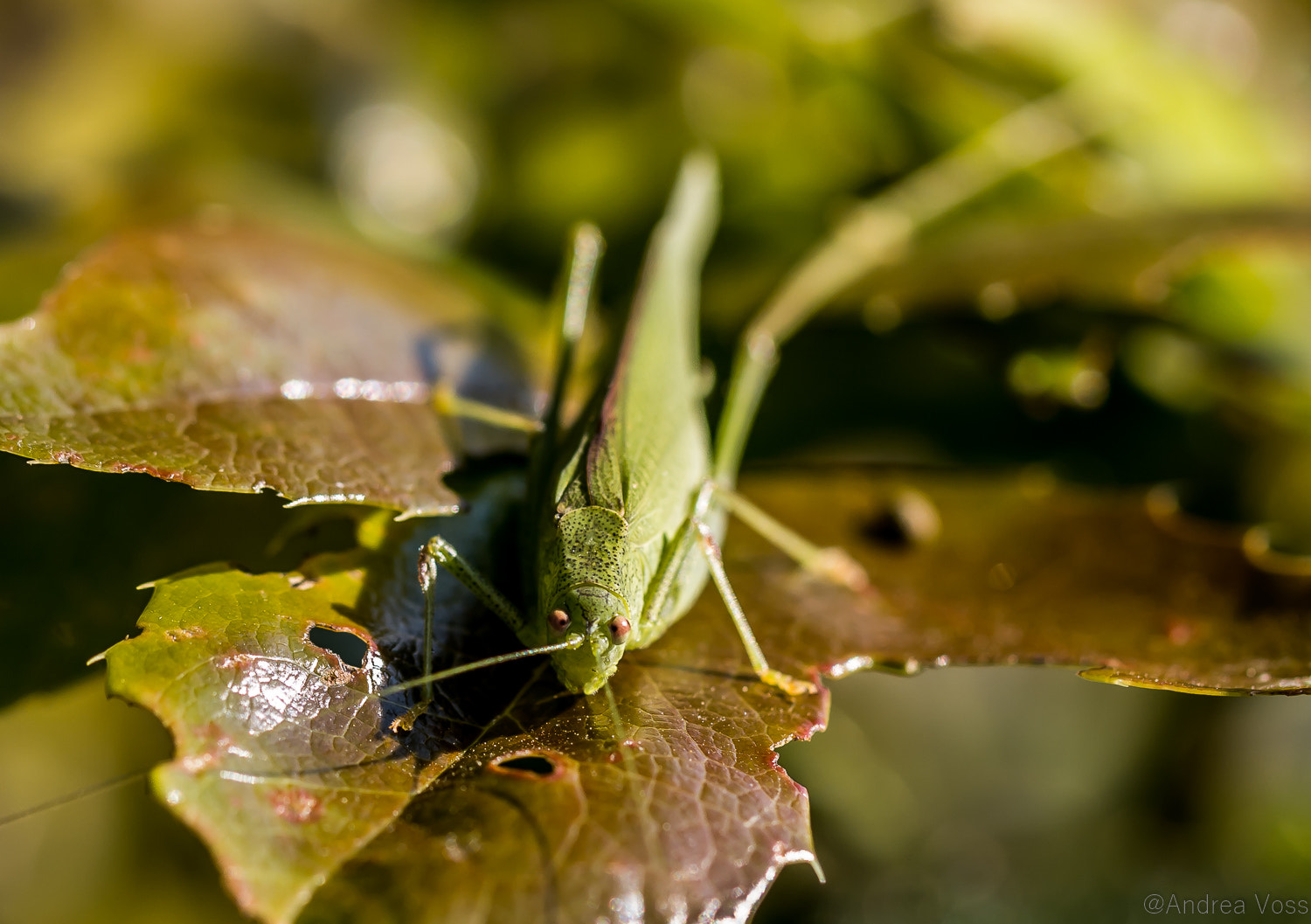 Canon EOS 60D + Canon EF 100mm F2.8L Macro IS USM sample photo. Flip photography