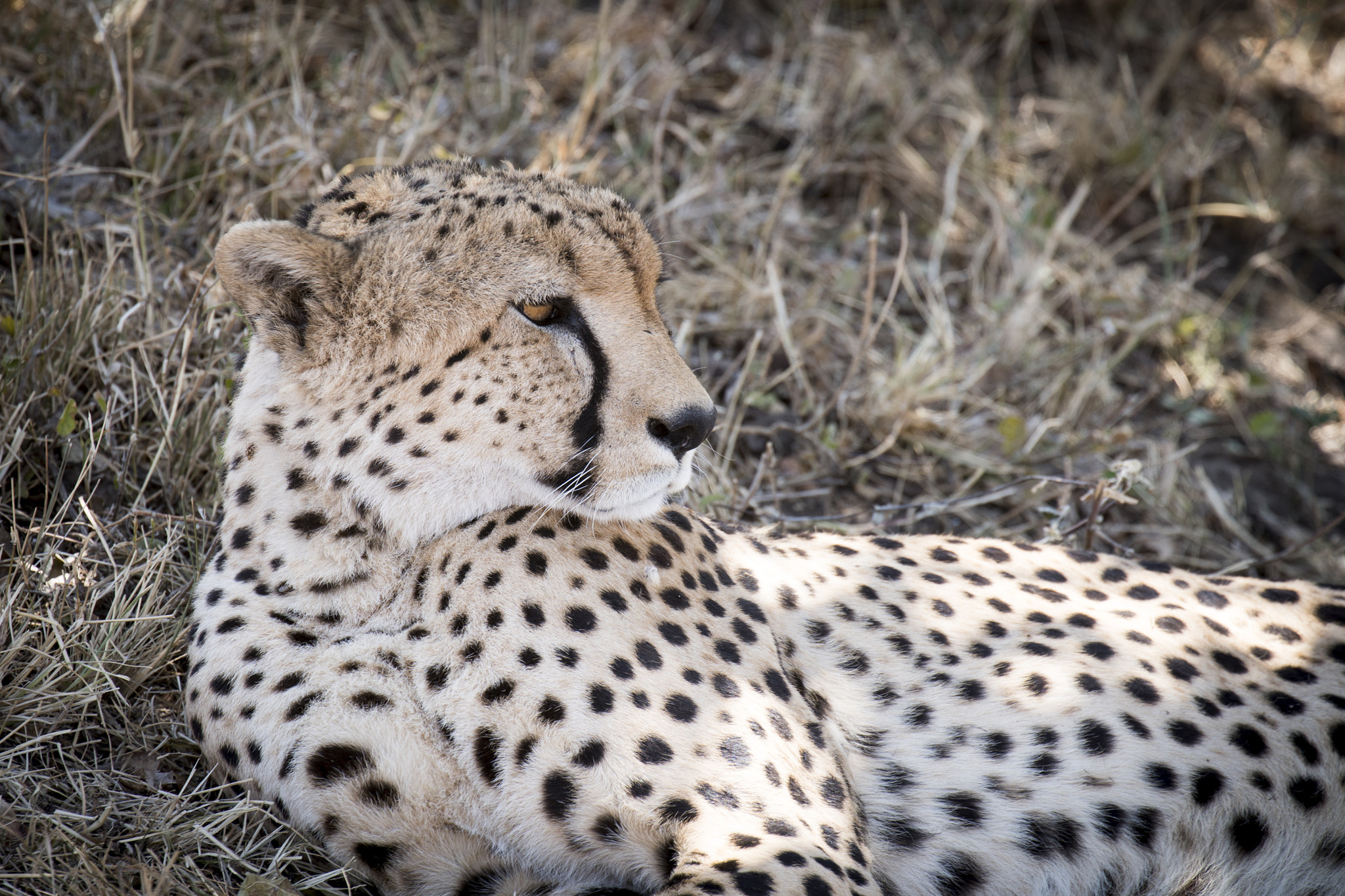 Canon EF 70-300mm F4-5.6L IS USM sample photo. Cheetah photography